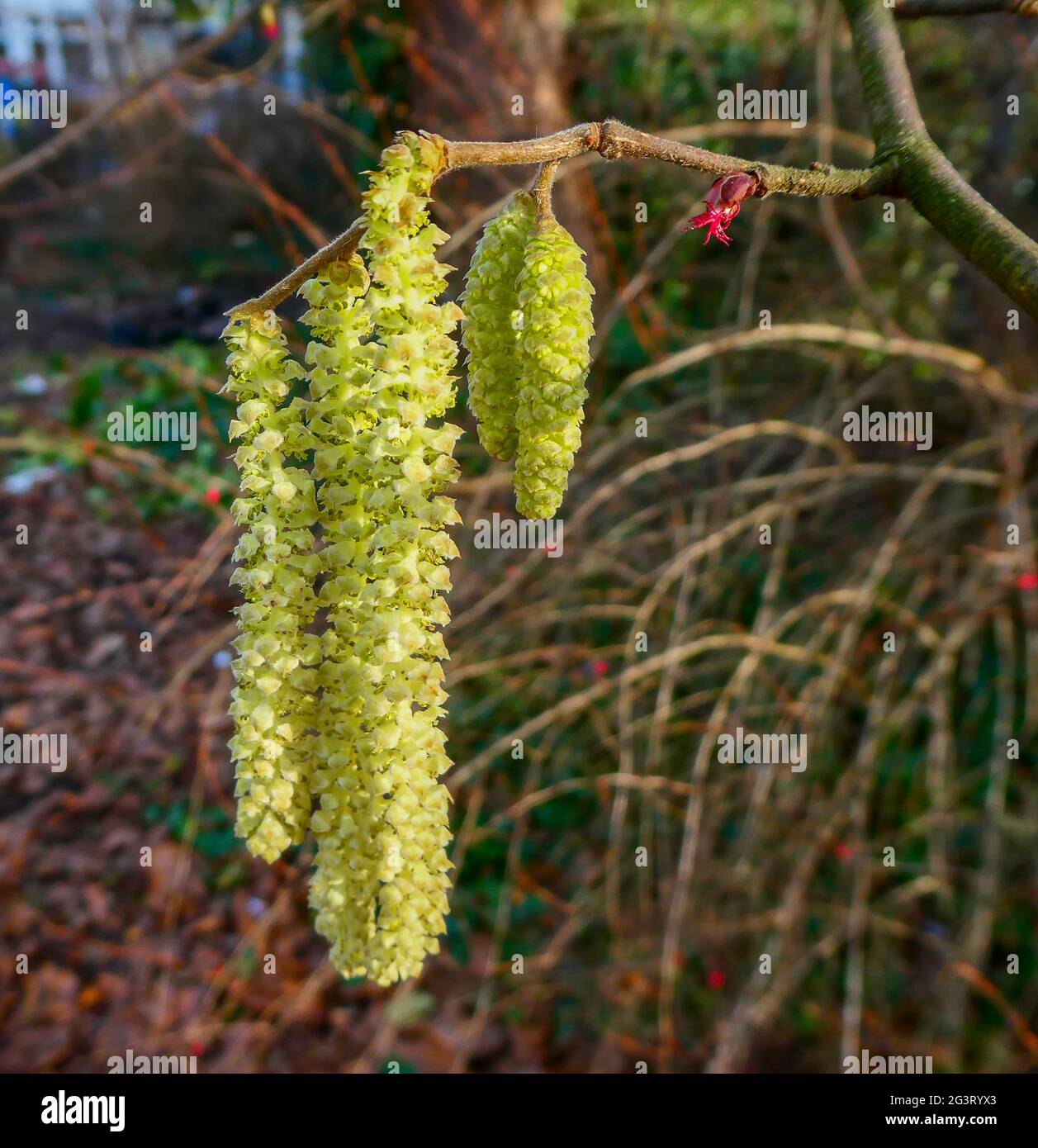 Noisette commune (Corylus avellana), brousse de noisette en hiver, chatons mal (jaune) et fleurs femelles (rouge), Allemagne Banque D'Images