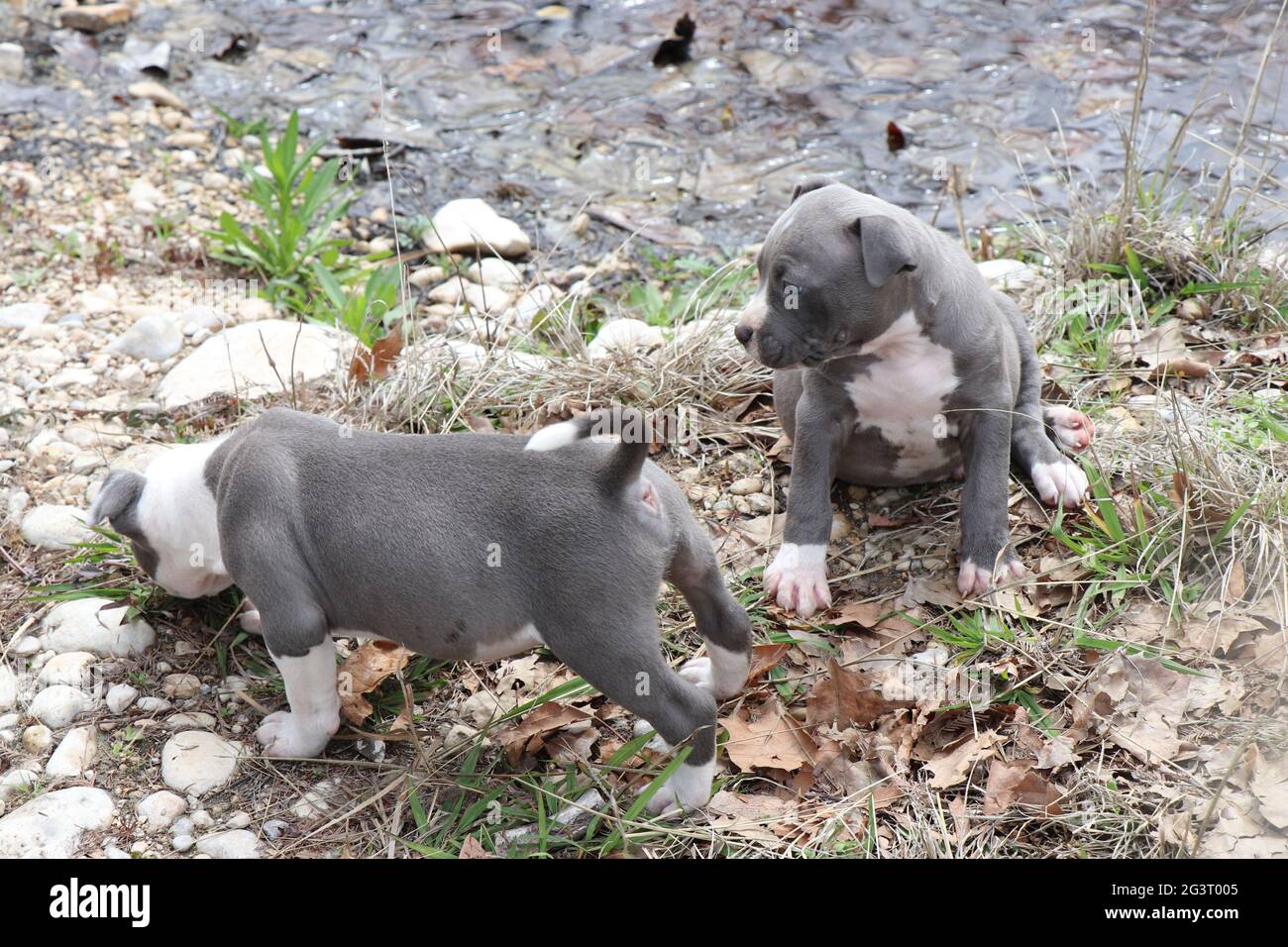 Chiot Pitbull Banque De Photographies Et D Images A Haute Resolution Alamy