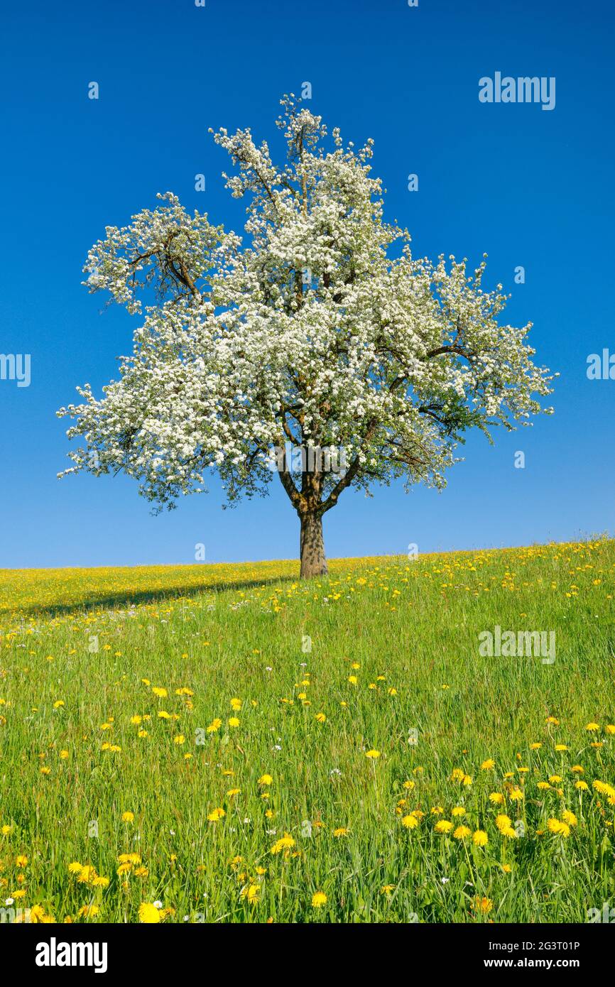 Poire commune (Pyrus communis), poire en fleur dans la prairie florale au printemps, Suisse, Oberland Zuercher Banque D'Images