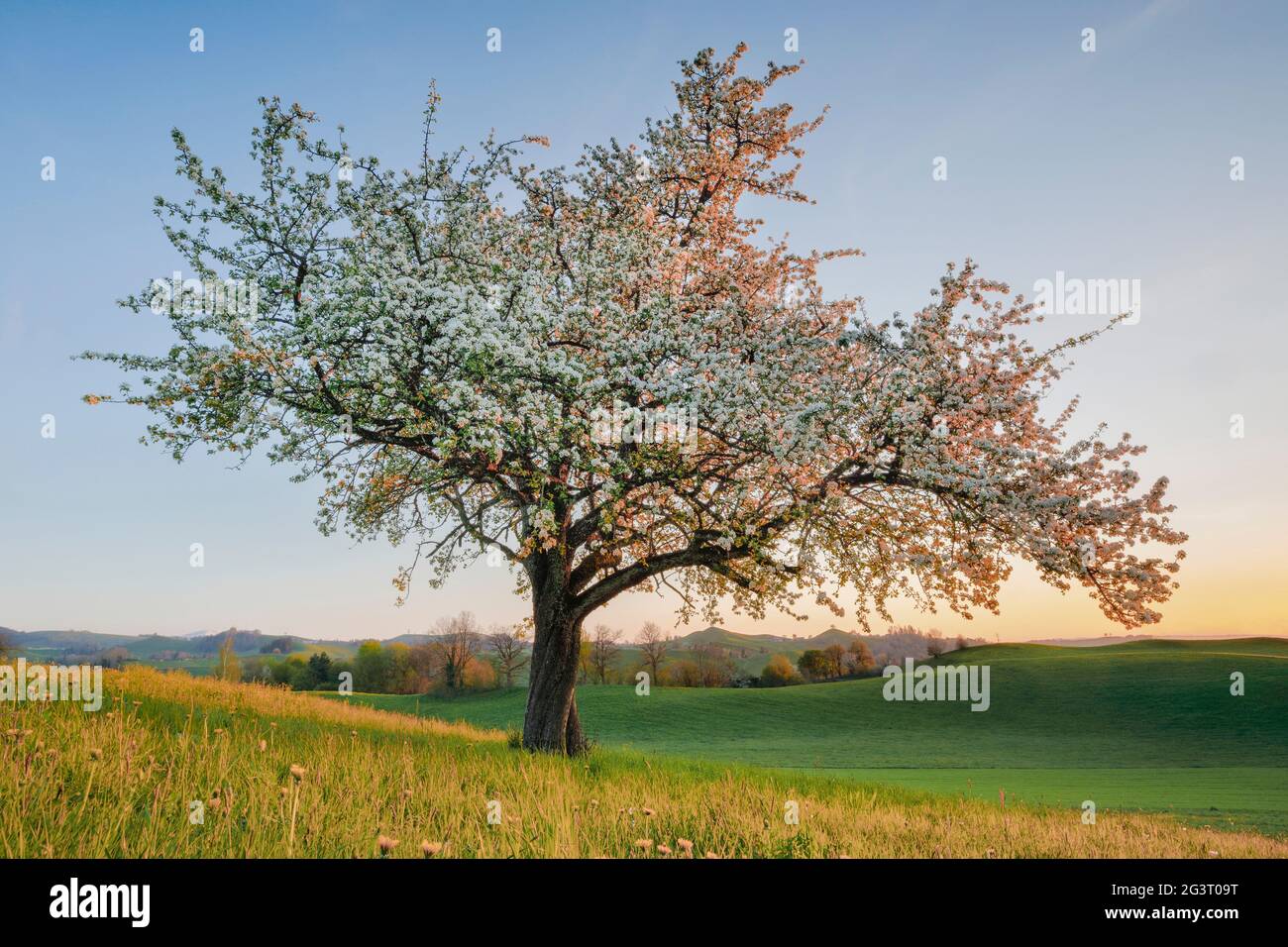 Poire commune (Pyrus communis), poire en fleur au printemps au coucher du soleil, Suisse, Oberland Zuercher Banque D'Images