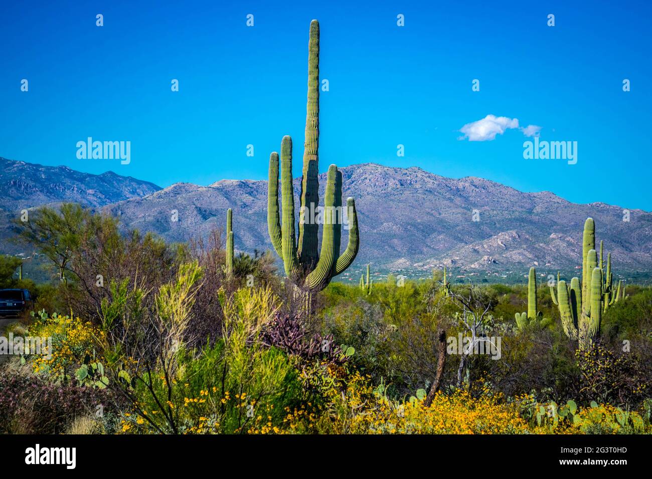 Une longue et mince de Saguaro cactus Saguaro National Park, Arizona Banque D'Images