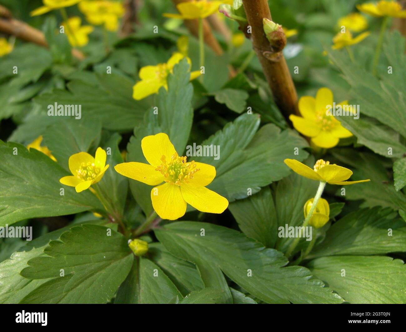Anémone jaune, anémone de bois jaune, anémone de buttercup (Anemone ranunculides), floraison, Autriche, Basse-Autriche Banque D'Images