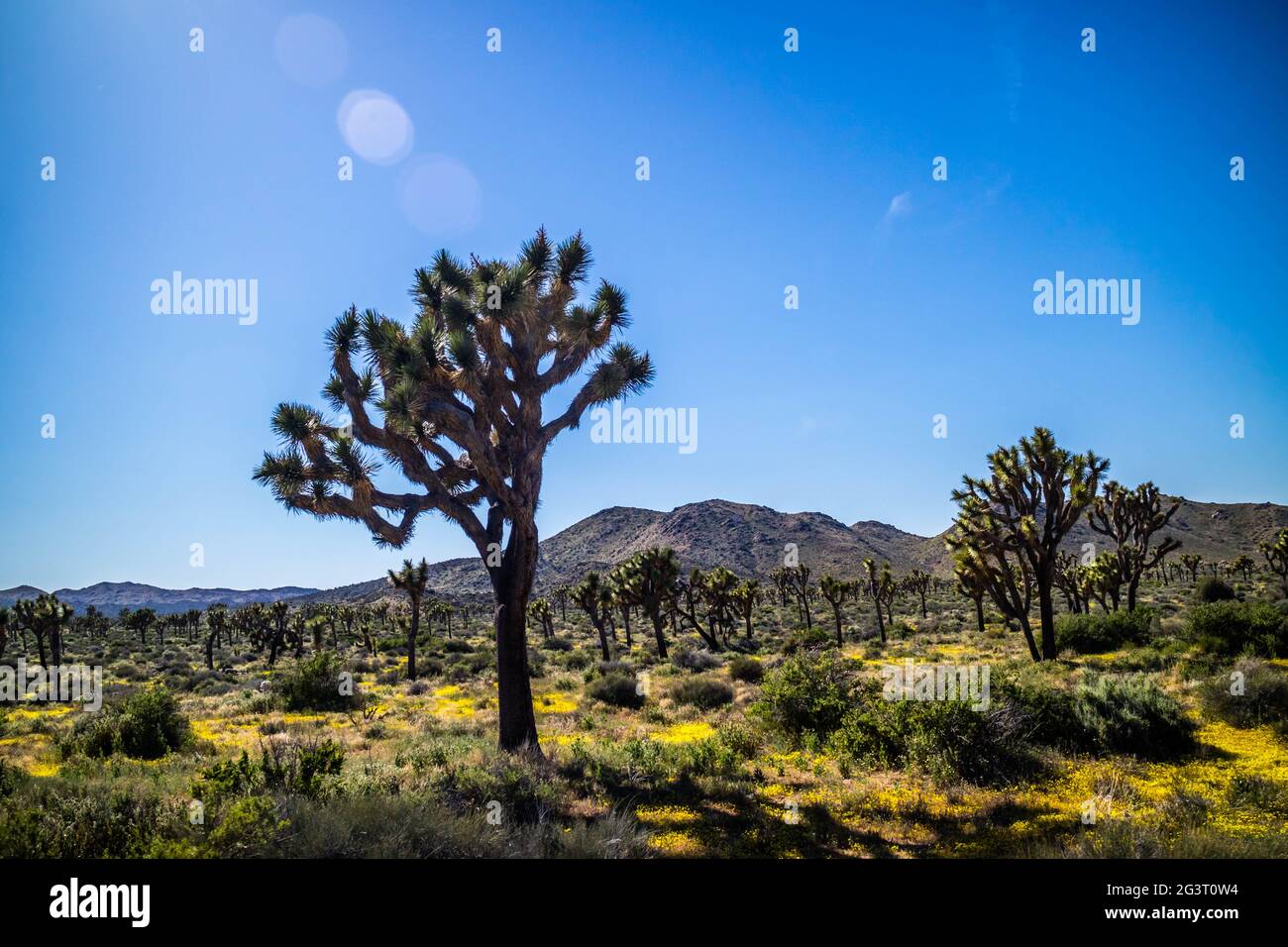 Joshua Trees in Joshua Tree National Park, Californie Banque D'Images