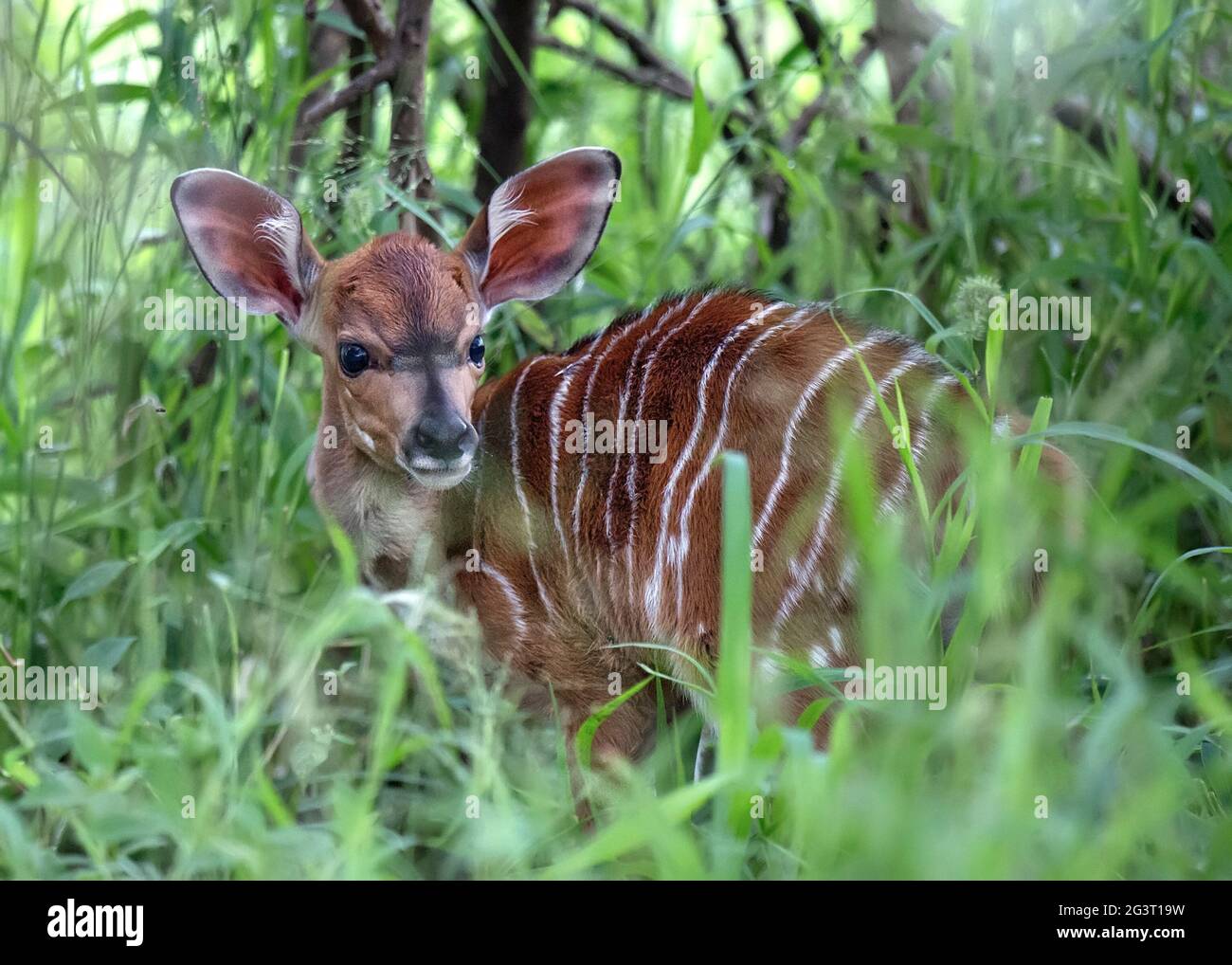 Un jeune veau de Nyala dans l'herbe Banque D'Images