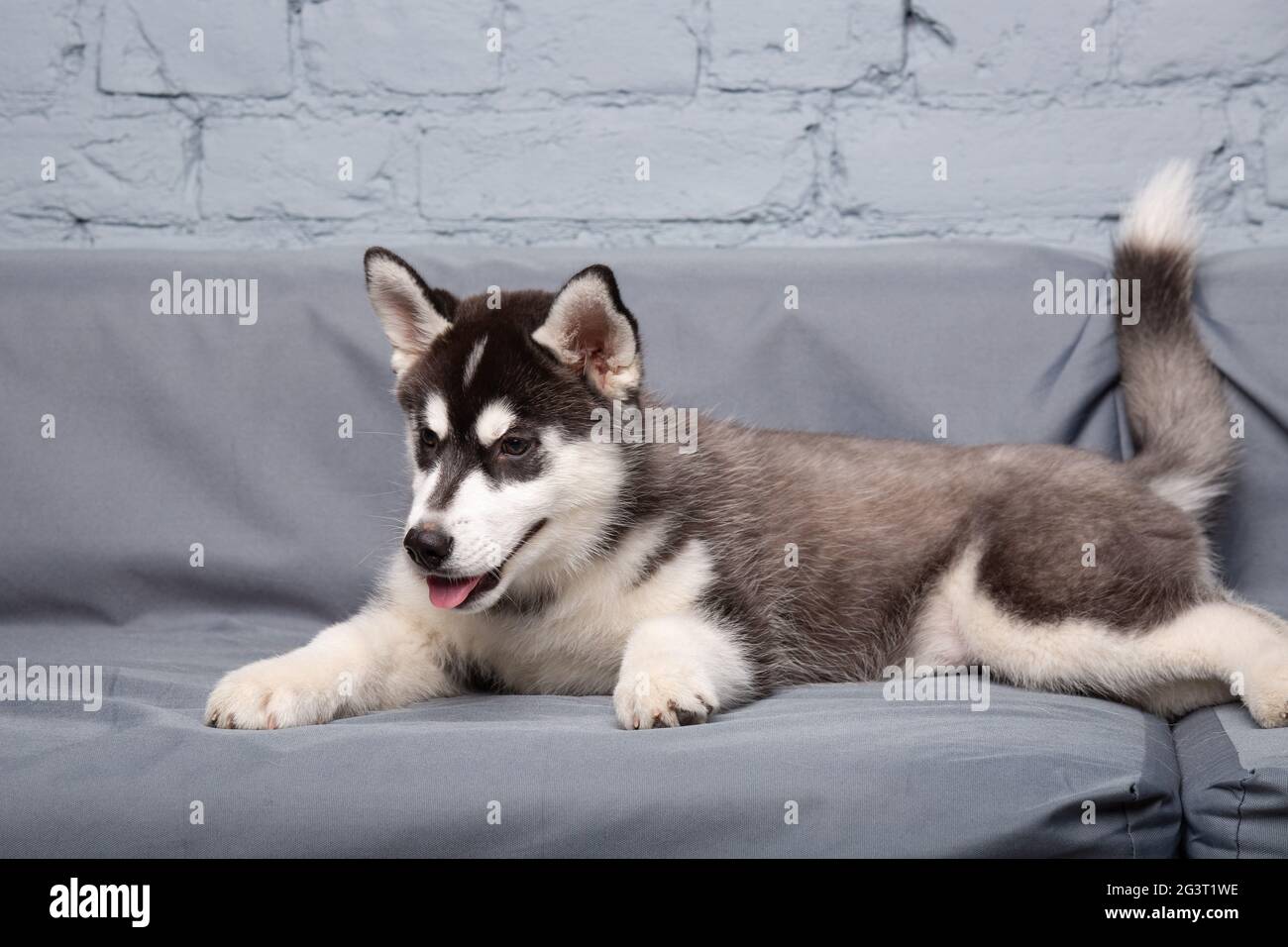 Baby Dog Sofa Cute Funny Banque D Image Et Photos Alamy