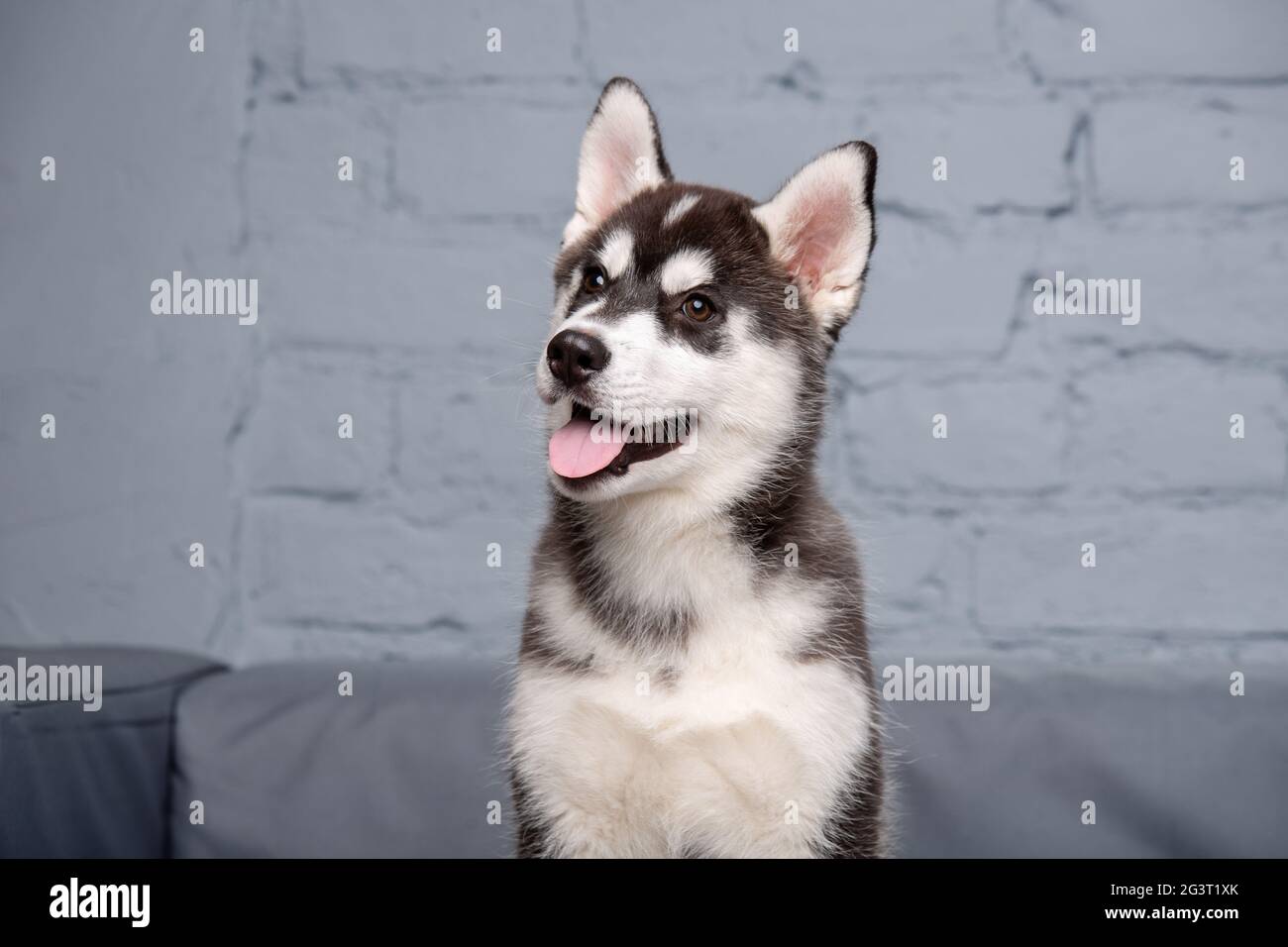 Bebe Husky Banque D Image Et Photos Alamy Bebe Husky Banque D Image Et Photos Alamy