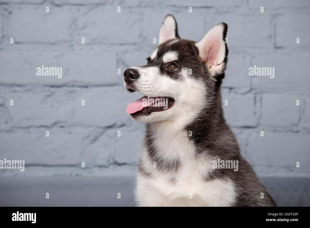 Husky Baby Banque D Image Et Photos Alamy Husky Baby Banque D Image Et Photos Alamy