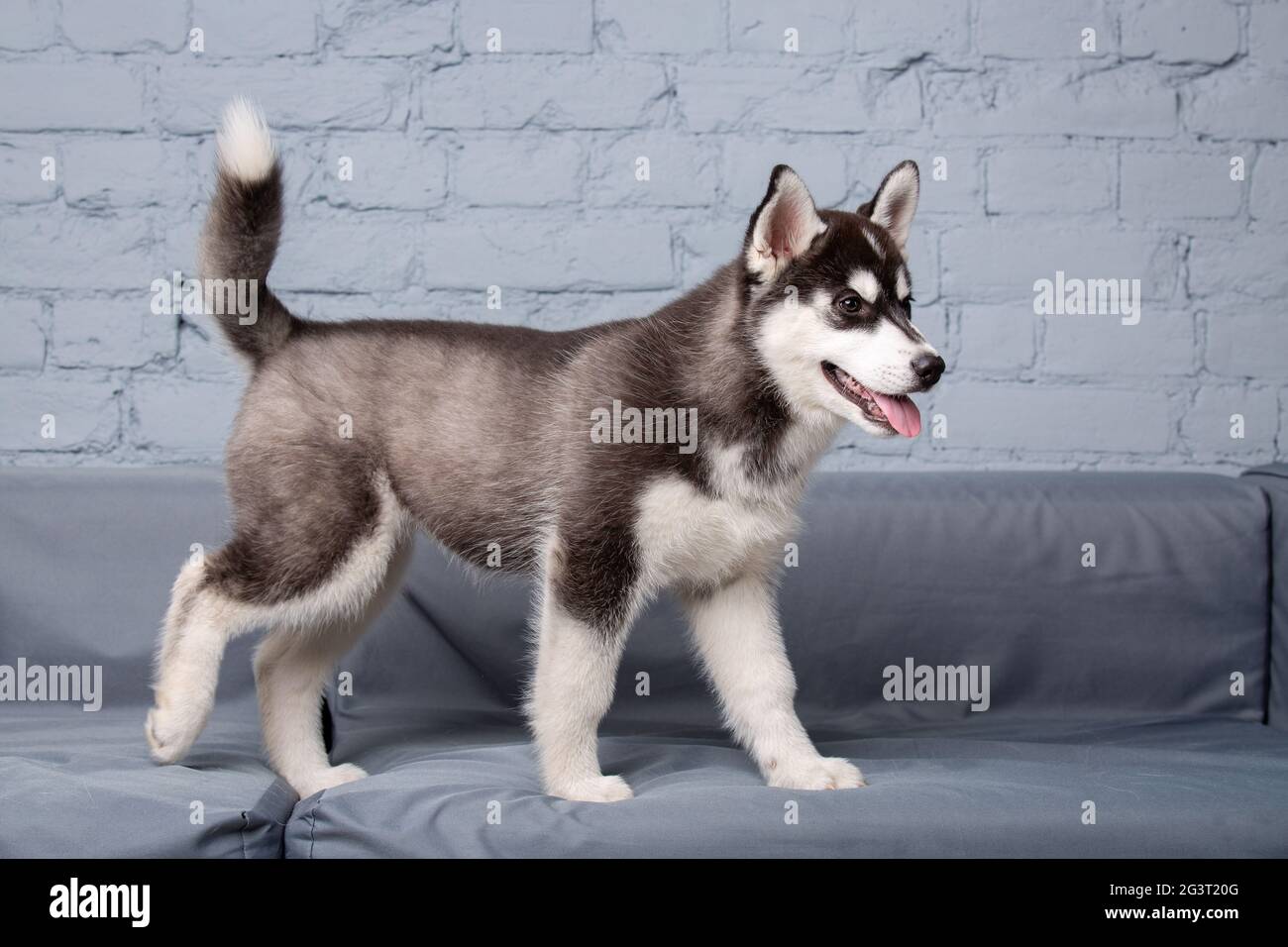 Bebe Husky Banque D Image Et Photos Alamy