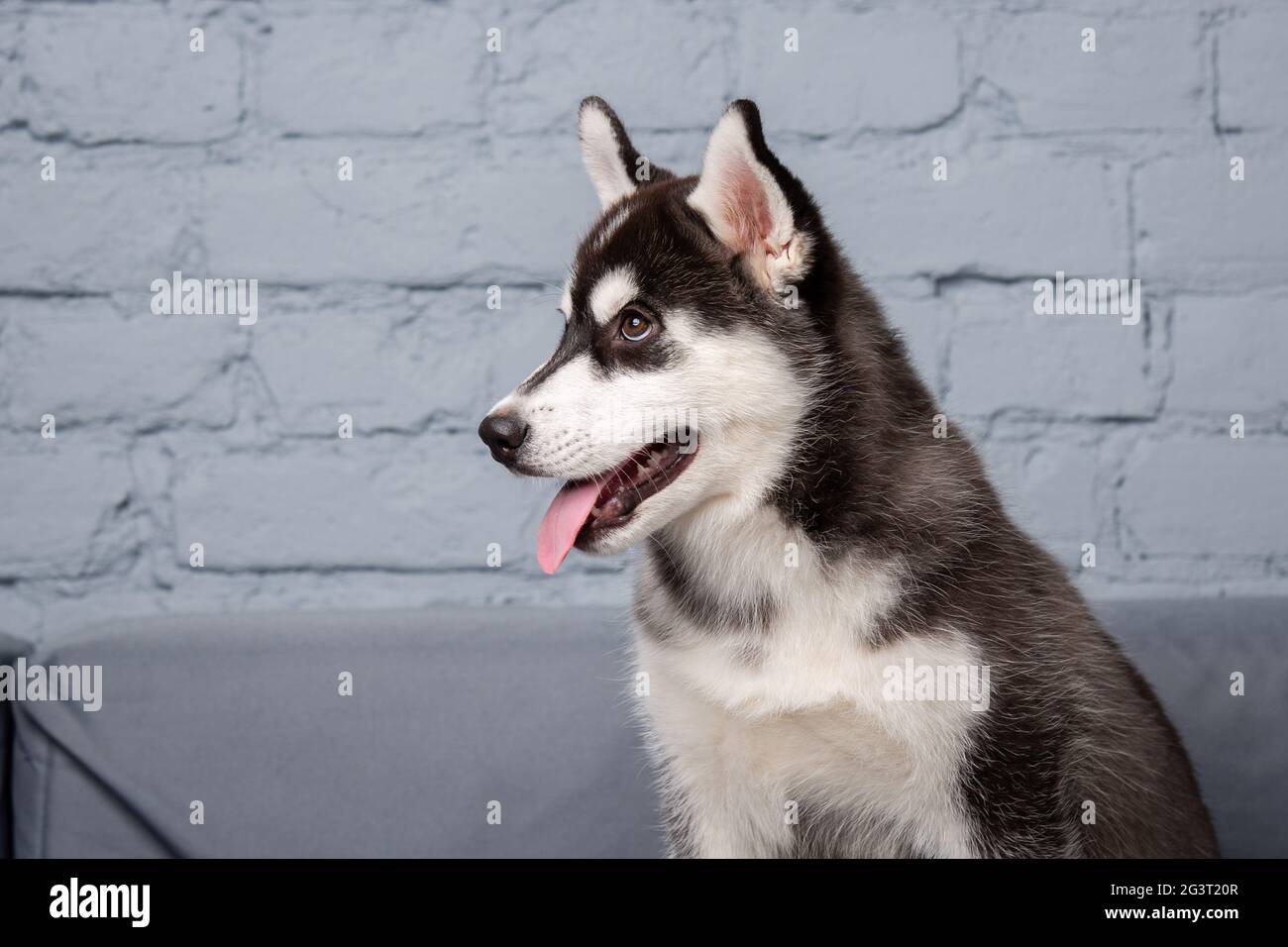 Chien Actif Drole Husky Chiot Noir Et Blanc Trois Mois S Amuser Sur Le Canape A La Maison Dans Le Salon Bebe Chien Fema Photo Stock Alamy