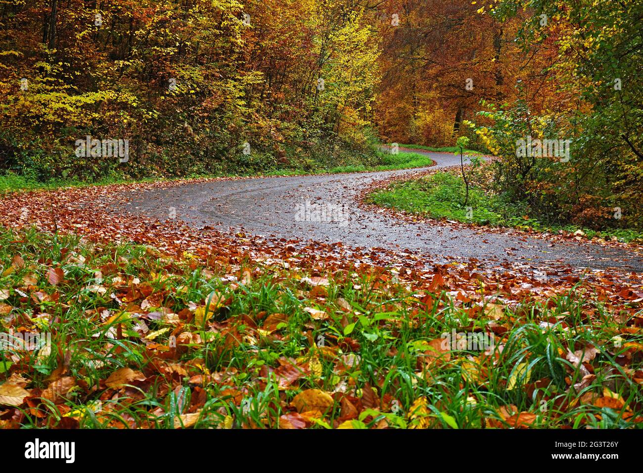 Risque d'accident ; risque de glissade sur des routes humides recouvertes de feuilles d'automne Banque D'Images