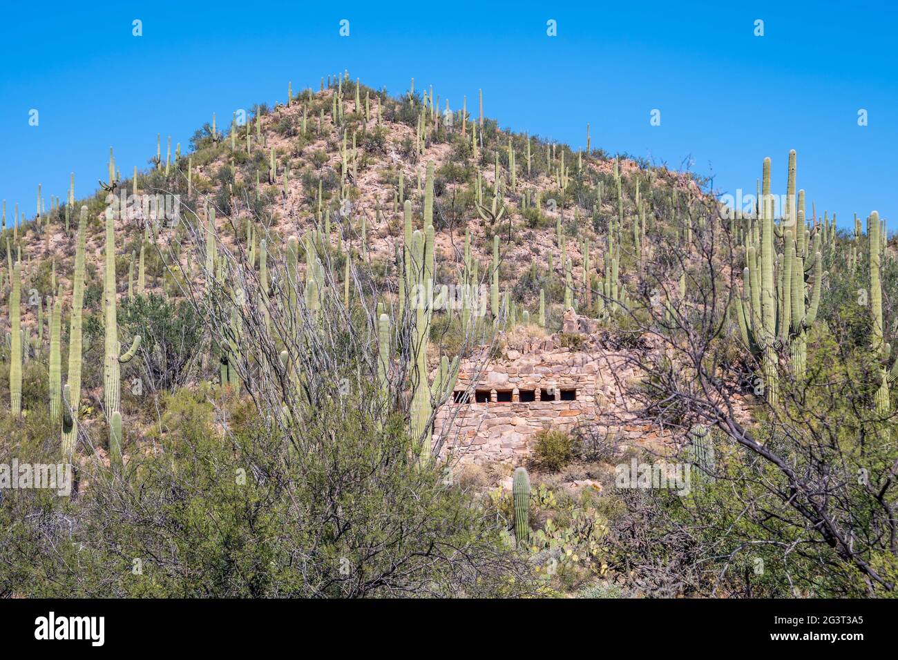 Une longue et mince de Saguaro cactus Saguaro National Park, Arizona Banque D'Images