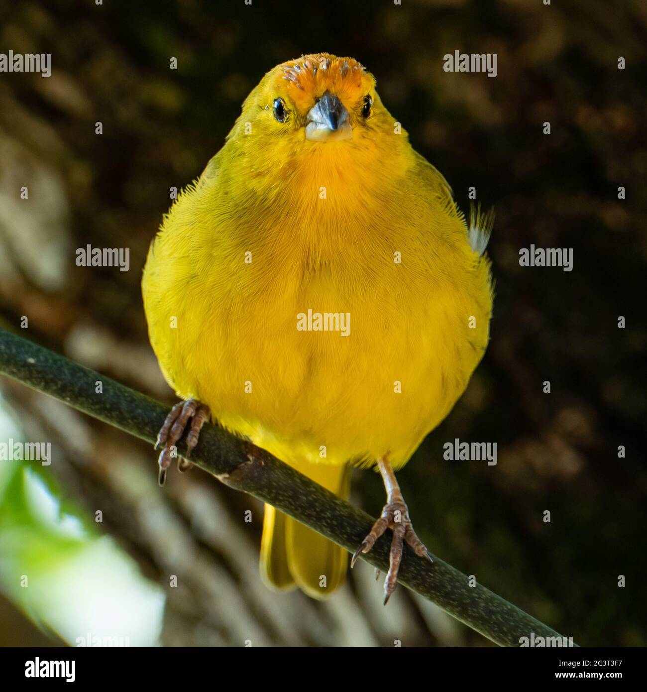 Canari atlantique, un petit oiseau sauvage brésilien. Le Crithagra flaviventris jaune canari est un petit oiseau de passereau de la famille finch. Banque D'Images