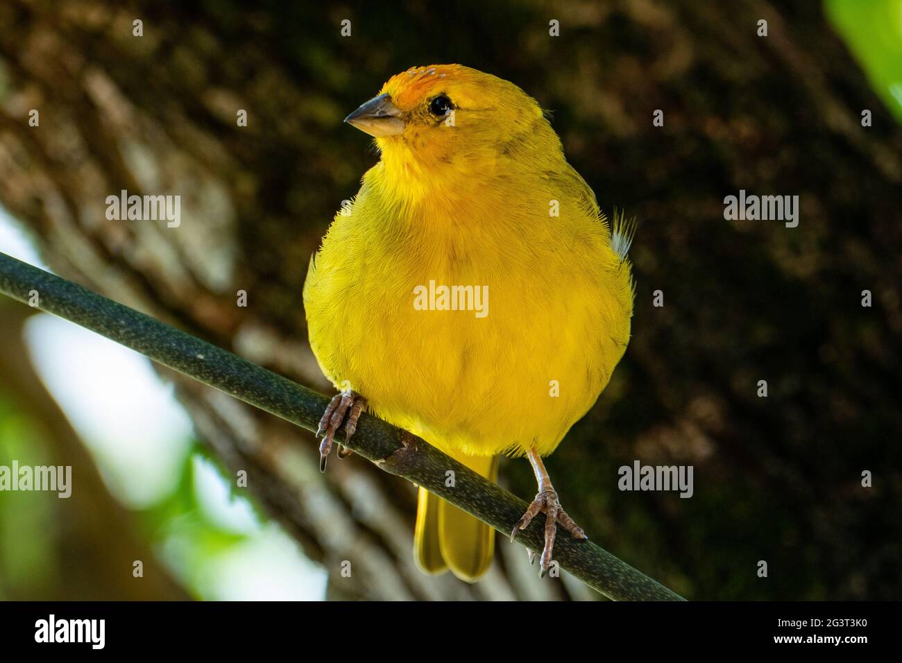 Canari atlantique, un petit oiseau sauvage brésilien. Le Crithagra flaviventris jaune canari est un petit oiseau de passereau de la famille finch. Banque D'Images