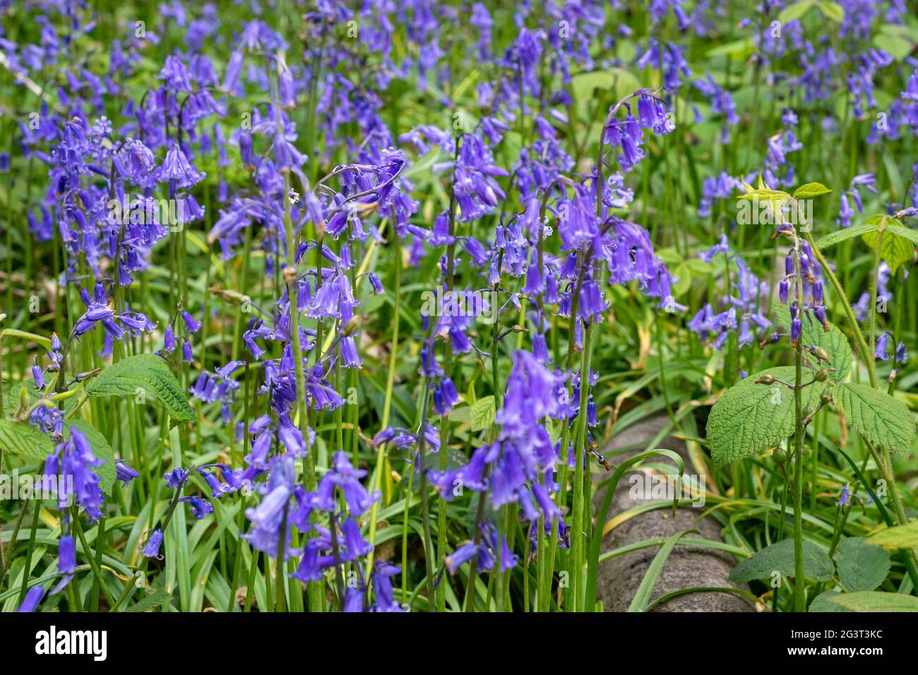 Gros plan de belles fleurs bluebell dans les bois du Kent, Angleterre Banque D'Images