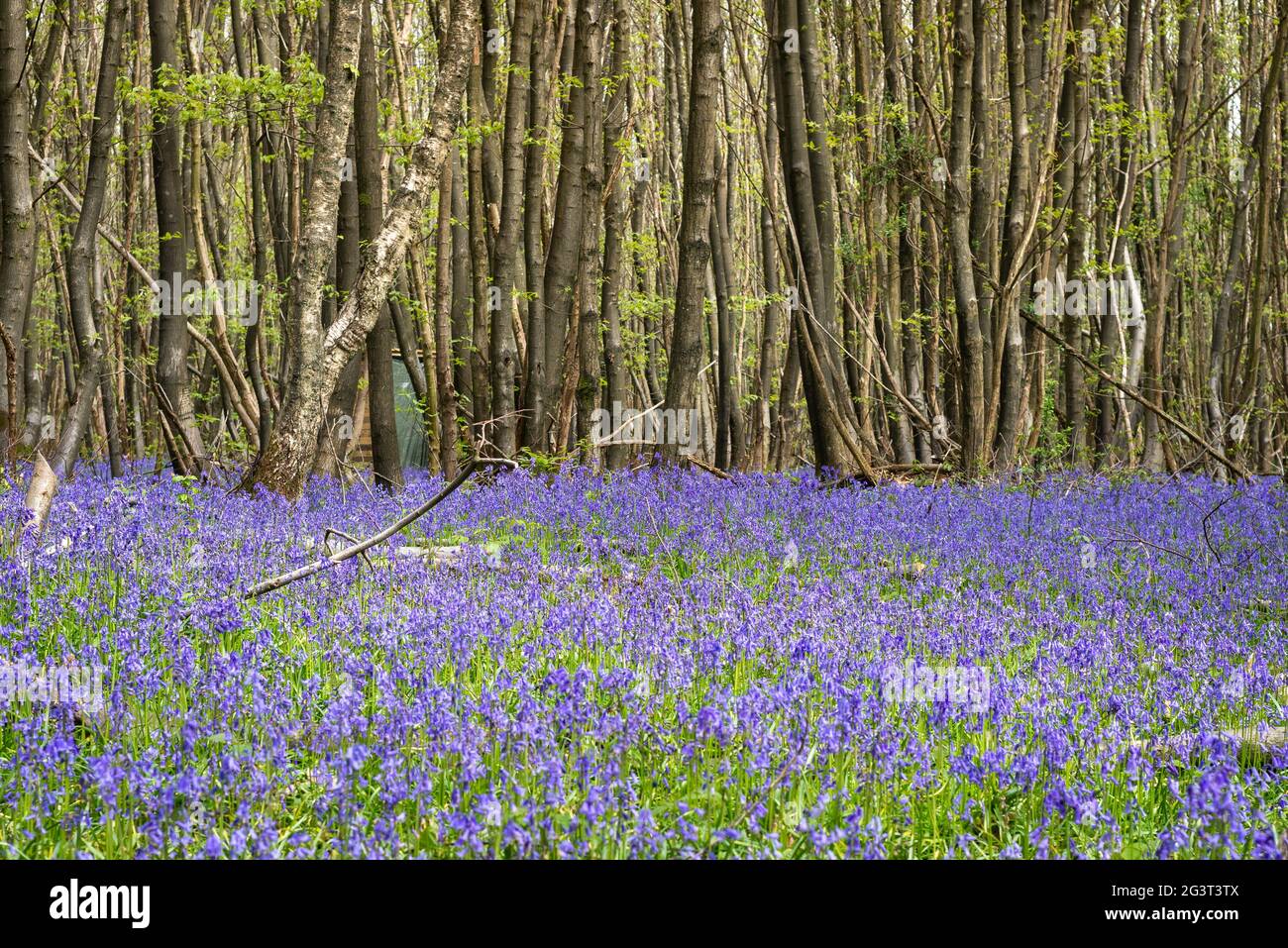 Belle forêt bluebell en pleine floraison Banque D'Images