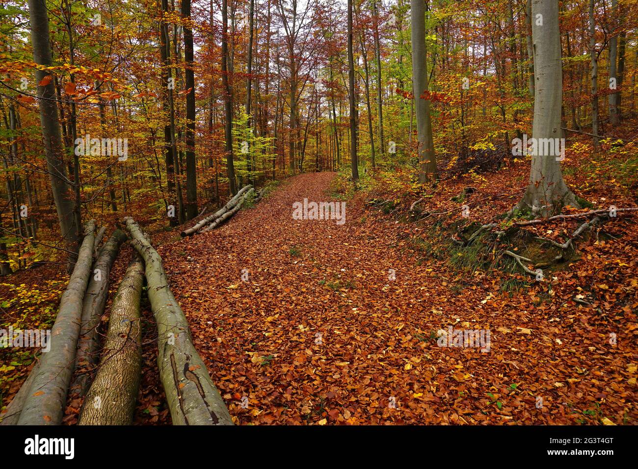 Pile à bois dans la forêt d'automne Banque D'Images Pile à bois dans la forêt d'automne Banque D'Images