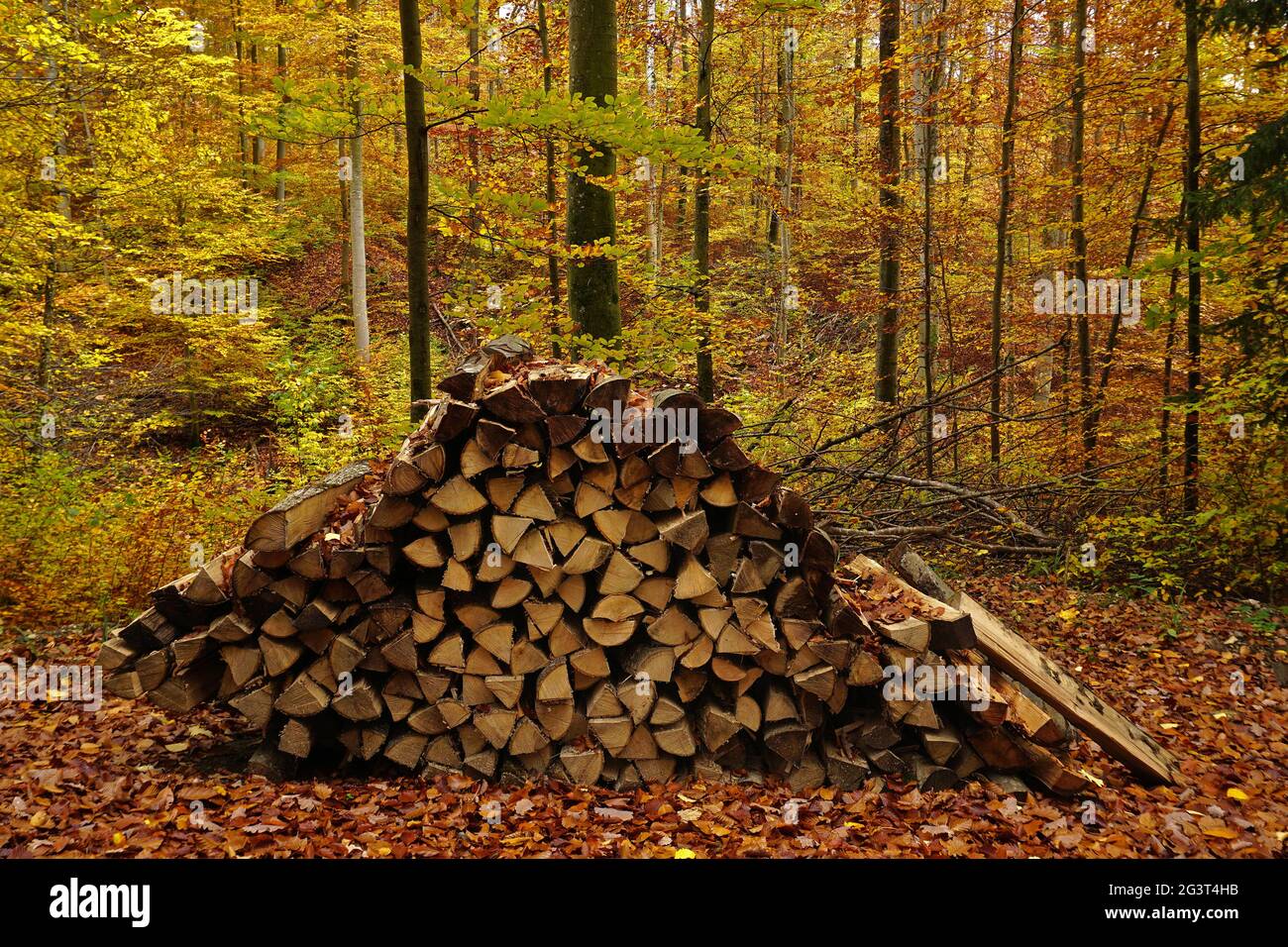 Pile de bois dans la forêt d'automne Banque D'Images Pile de bois dans la forêt d'automne Banque D'Images