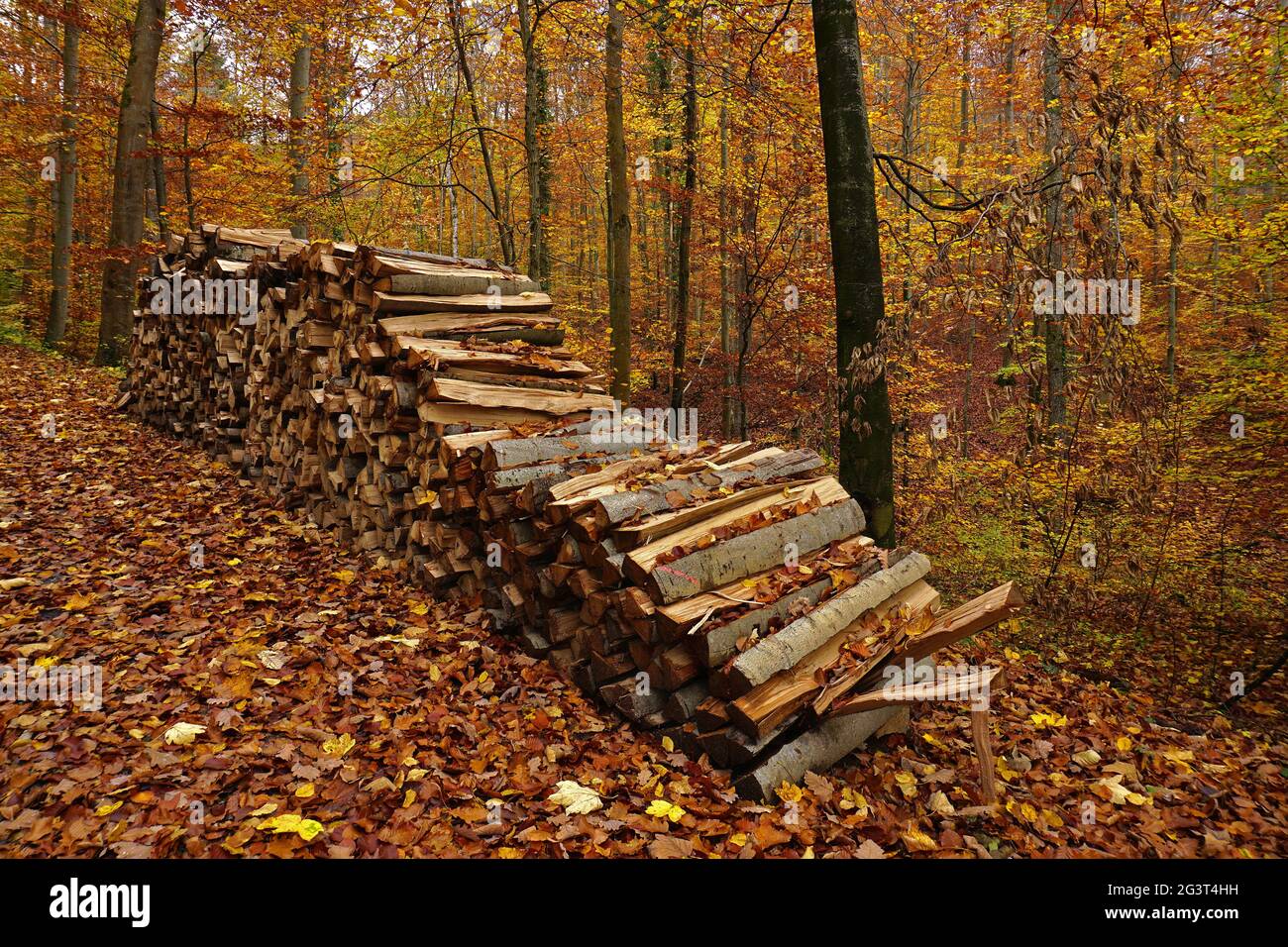 Pile de bois dans la forêt d'automne Banque D'Images Pile de bois dans la forêt d'automne Banque D'Images