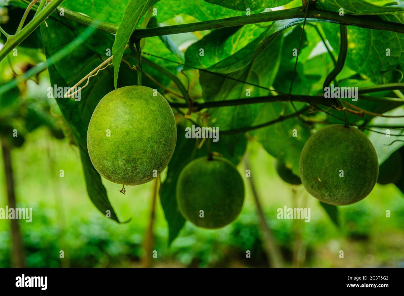 Fruits Momordica grosvenori Banque D'Images