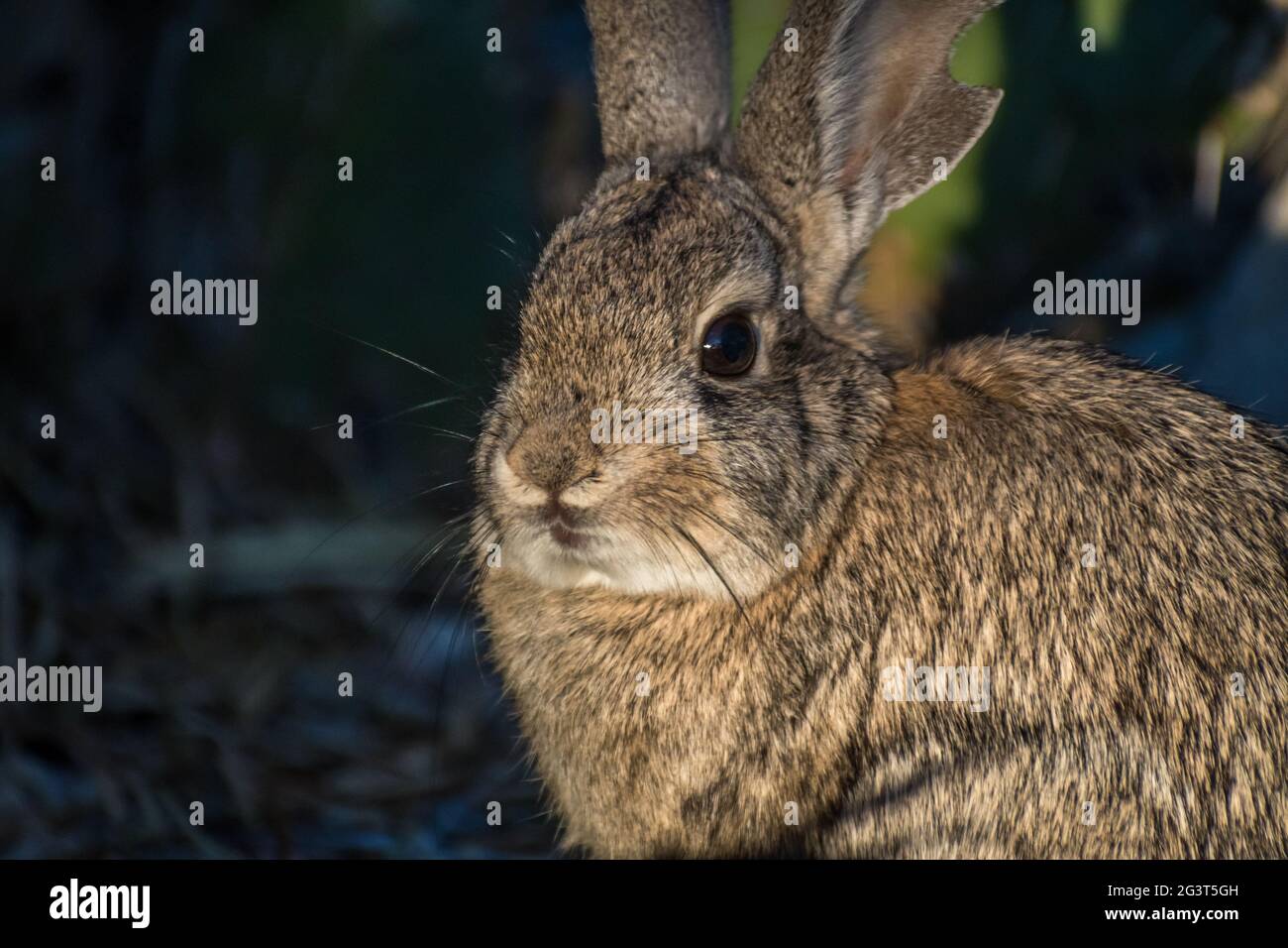 Un lapin brun de marais dans le lac Havasu, Arizona Banque D'Images