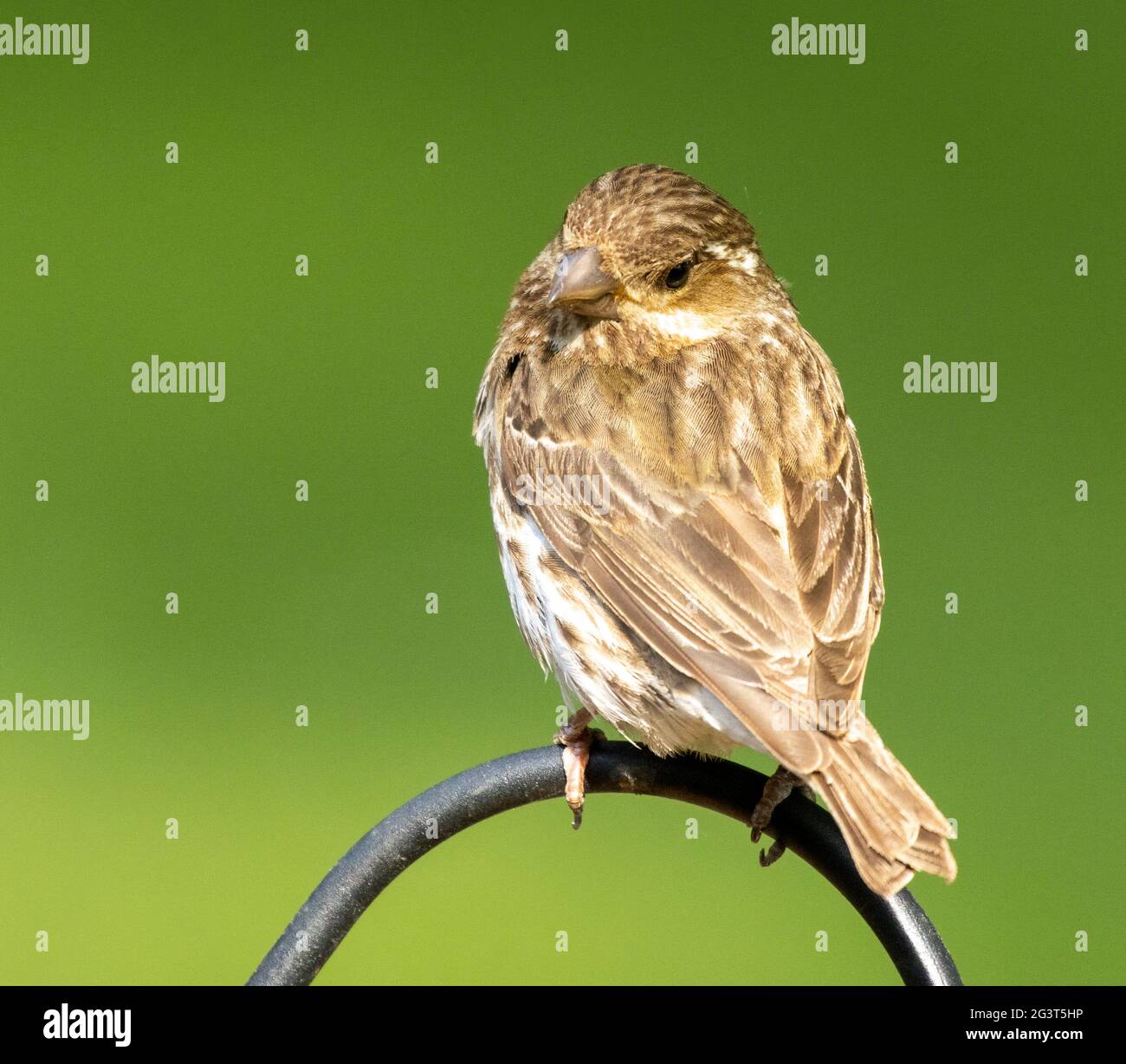Femelle pourpre (purpureus hémorroïde) perchée au bar en regardant vers l'arrière Banque D'Images