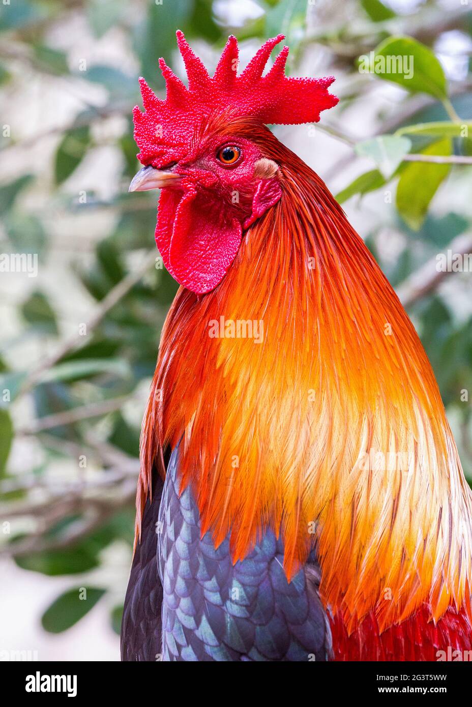 Rooster Serama multicolore en profil avec un magnifique peigne et des watches Banque D'Images