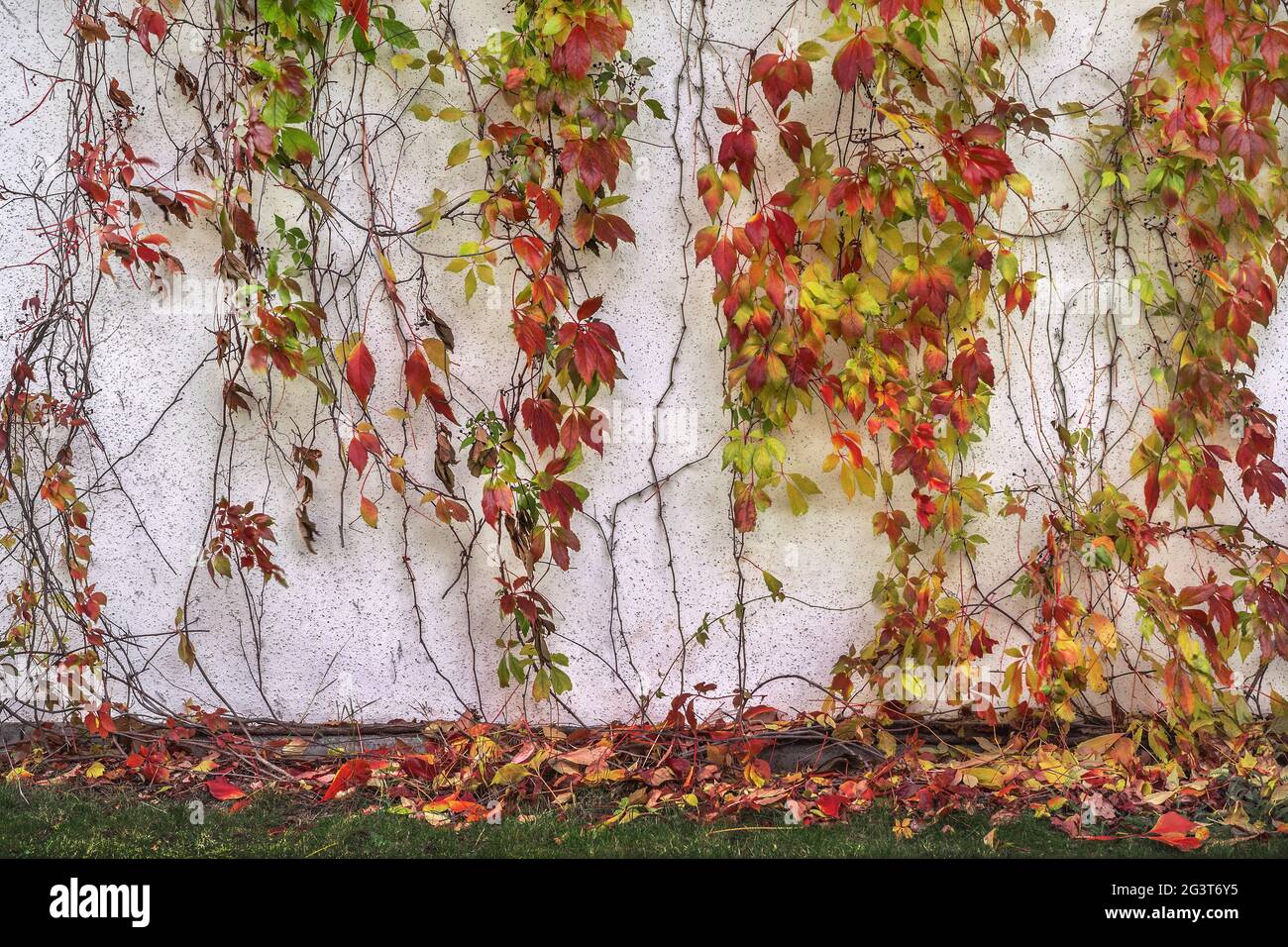 Feuillage de vin en automne Banque D'Images