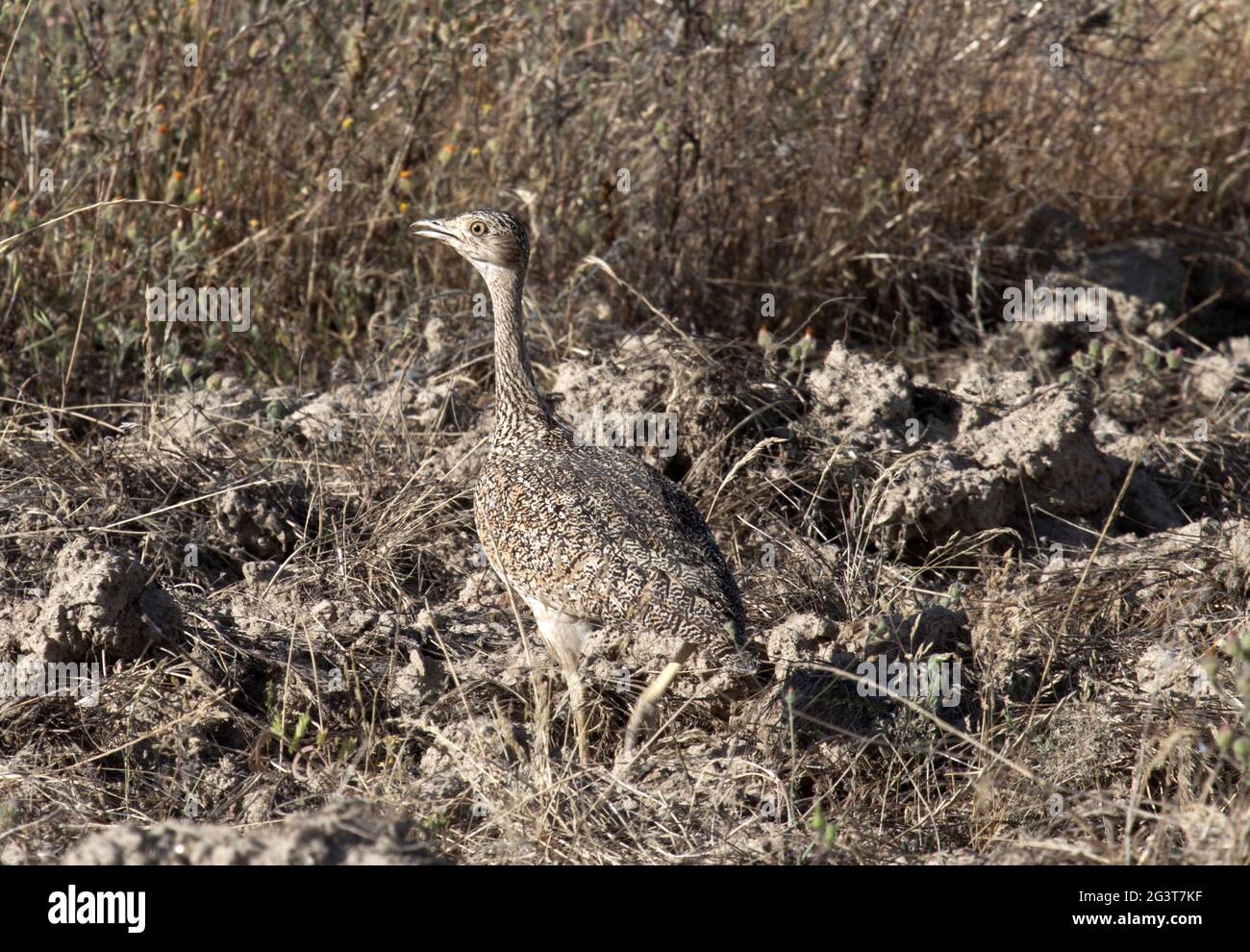 Little Bustard, Castro Verde, Alentejo, Portugal Banque D'Images