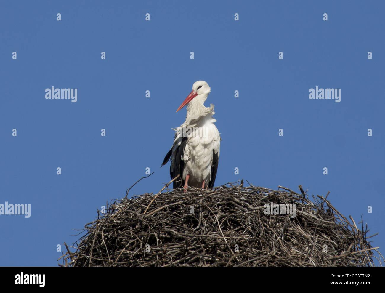 White Stork, parc national Coto de doñana, Andalousie, Espagne Banque D'Images