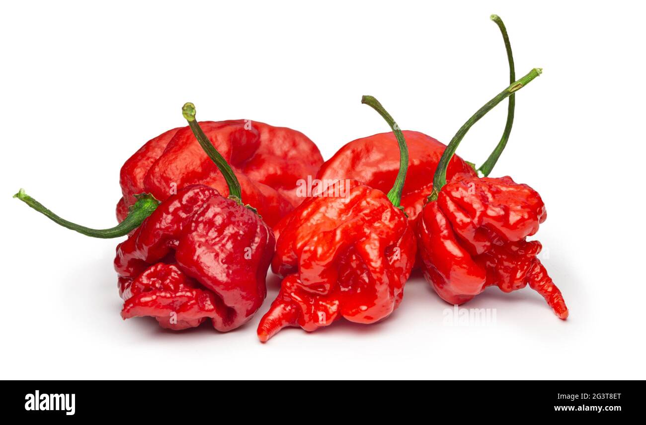 Carolina Reaper, le piment chilien le plus chaud (Capsicum chinense ), gousse entière, isolée sur fond blanc. Super chaud ou extrême Banque D'Images