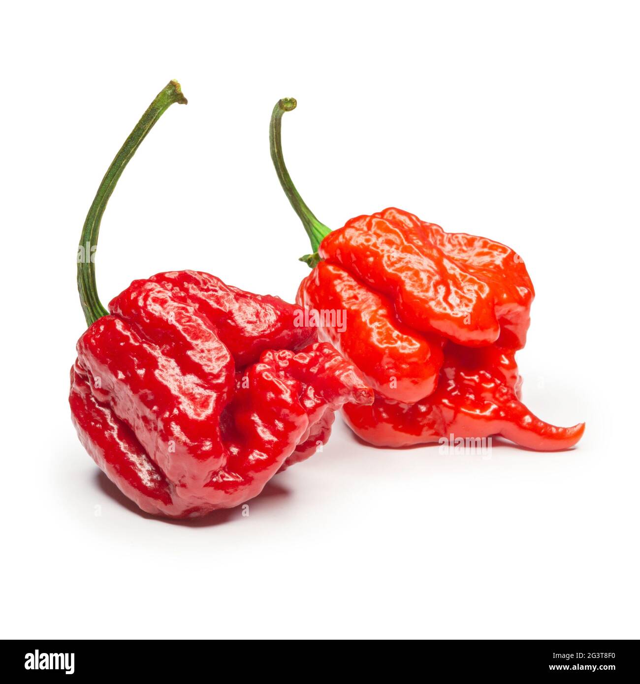 Carolina Reaper, le piment chilien le plus chaud (Capsicum chinense ), gousse entière, isolée sur fond blanc. Super chaud ou extrême Banque D'Images