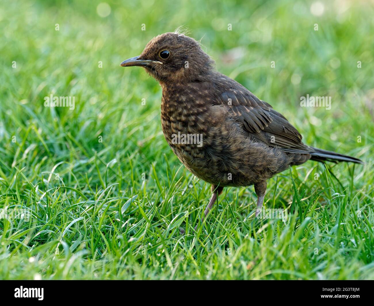 Amsel juvénile Banque D'Images