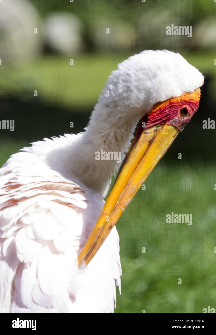 Stork à bec jaune, Risco del Paso, Fuerteventura, Îles Canaries, Espagne Banque D'Images