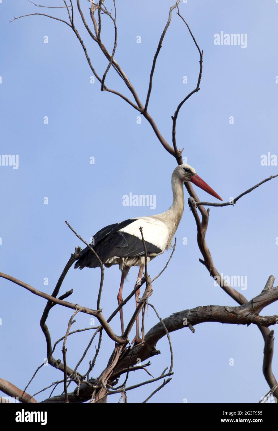 White Stork, Ludo, Algarve, Portugal Banque D'Images