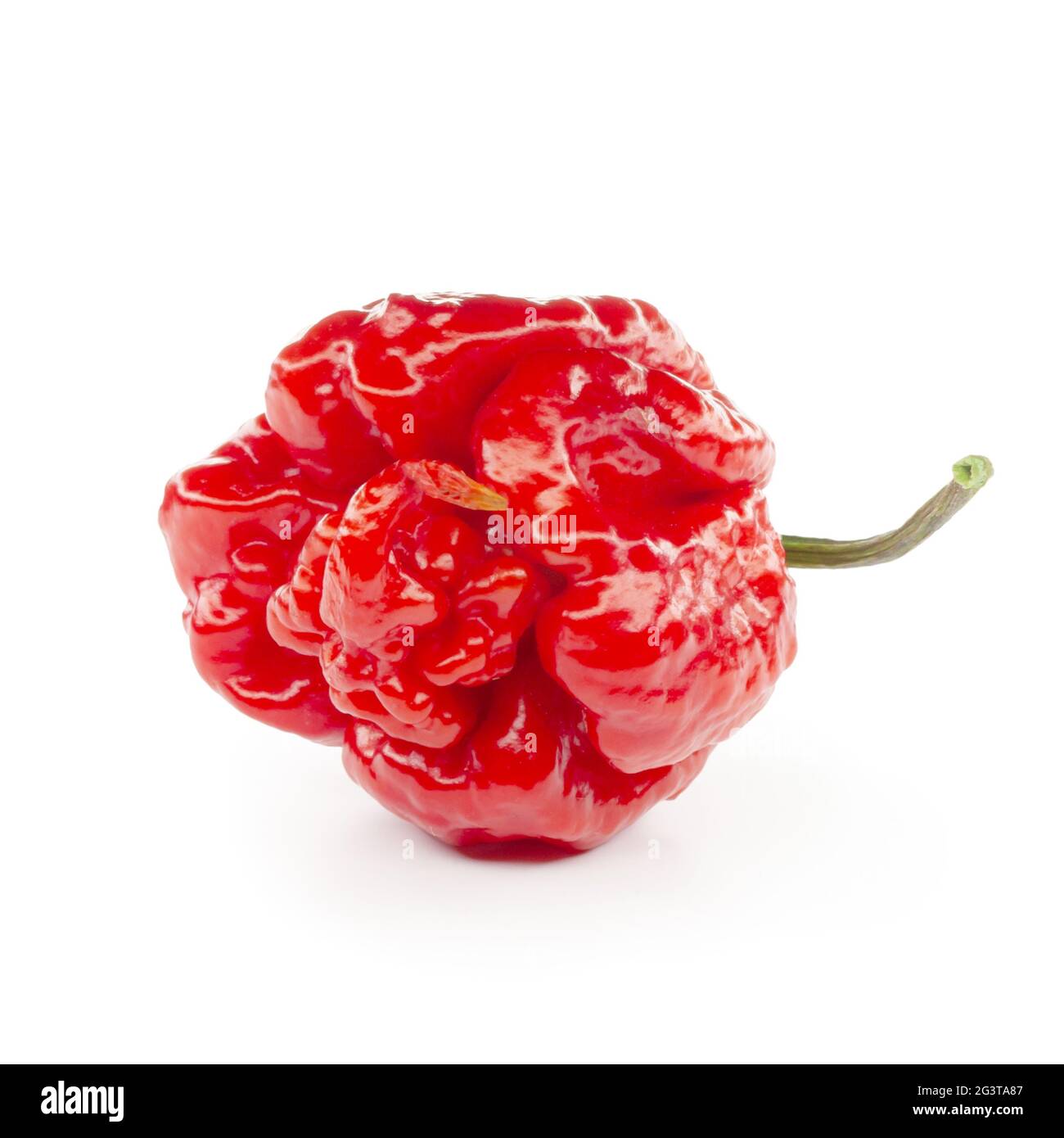 Carolina Reaper, le piment casicum chinense le plus chaud du chili, gousse entière mûre, isolée sur fond blanc. Super chaud ou extrêmement Banque D'Images