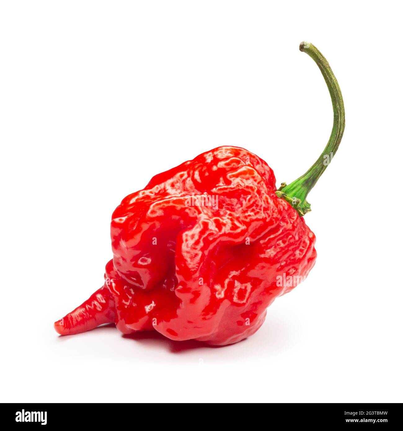 Carolina Reaper, le piment casicum chinense le plus chaud du chili, gousse entière mûre, isolée sur fond blanc. Super chaud ou extrêmement Banque D'Images