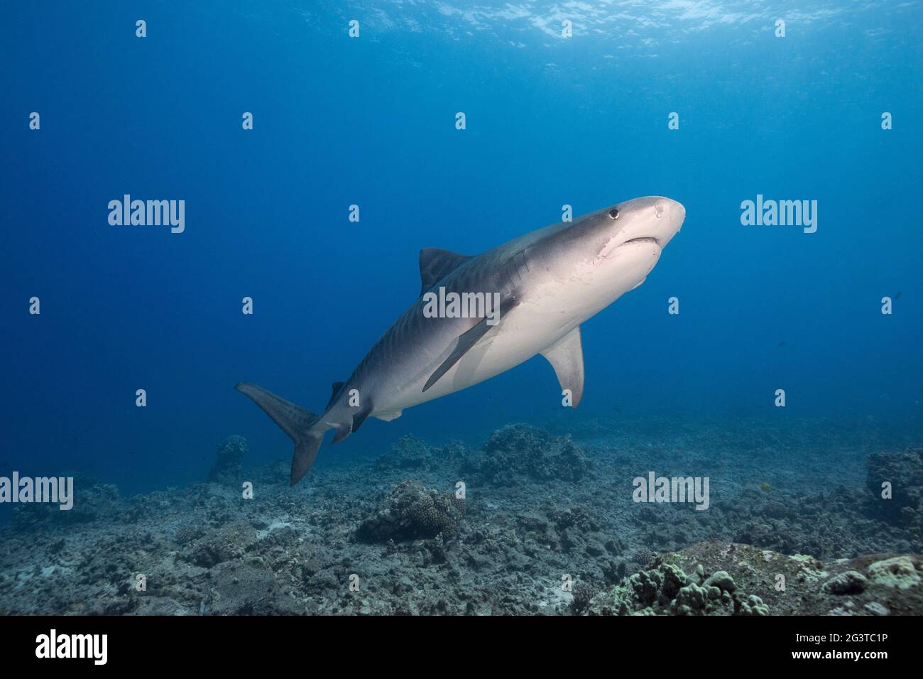 Requin tigre, Galeocerdo cuvier, Honokohau, Kona, Big Island, Hawaii, Etats-Unis ( Central Pacific Ocean ) Banque D'Images