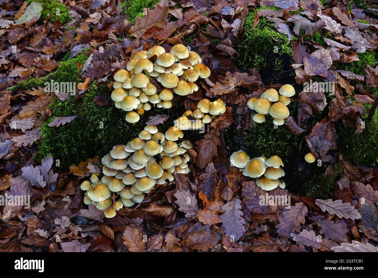 Mélomane fumé, tuft de conifères, naematolome fumé Banque D'Images