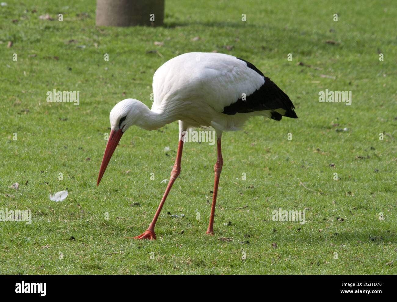 White Stork, Havelland, Brandebourg, Allemagne de l'est Banque D'Images