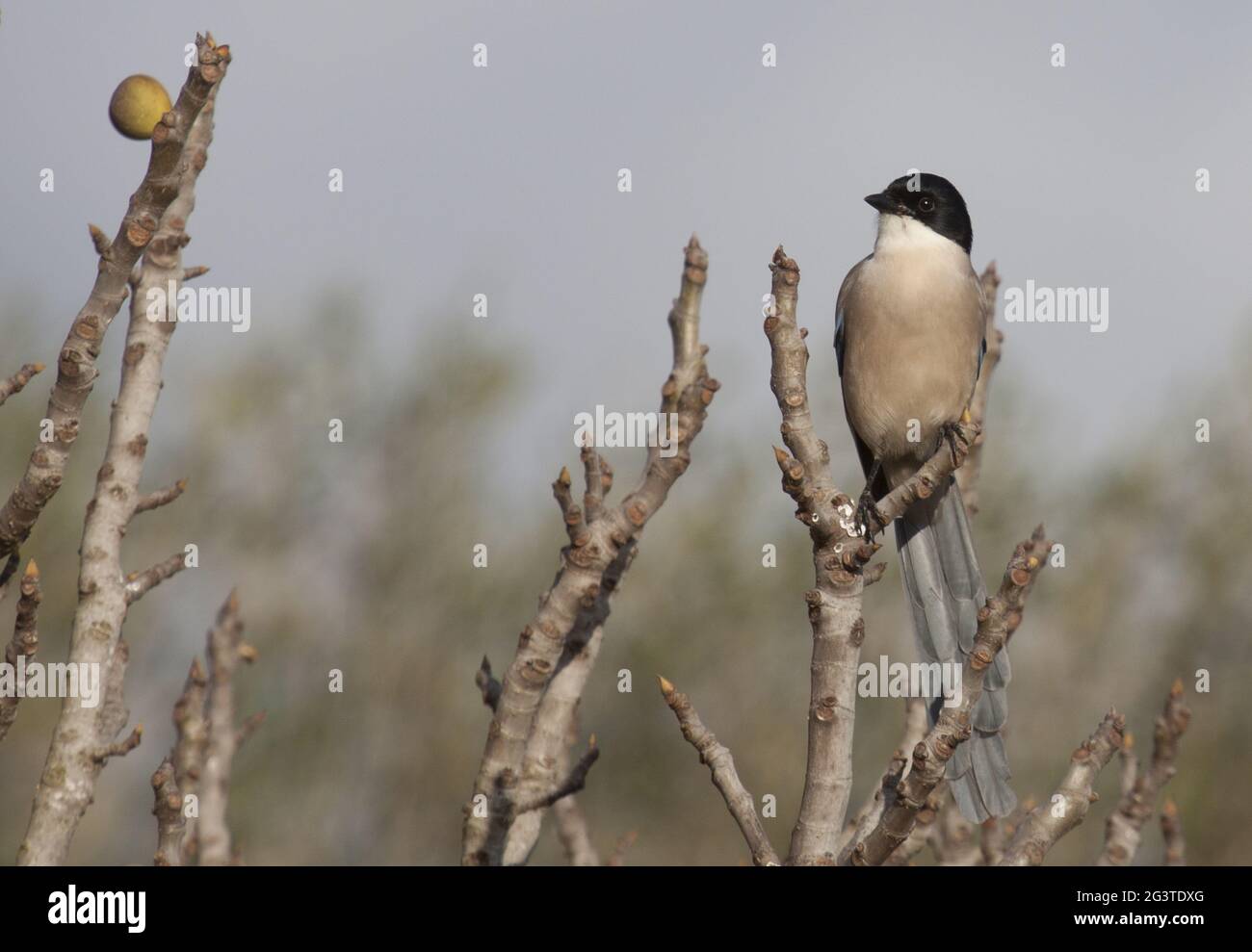 Magpie bordée d'azur, Parc national Coto de doñana, Espagne Banque D'Images