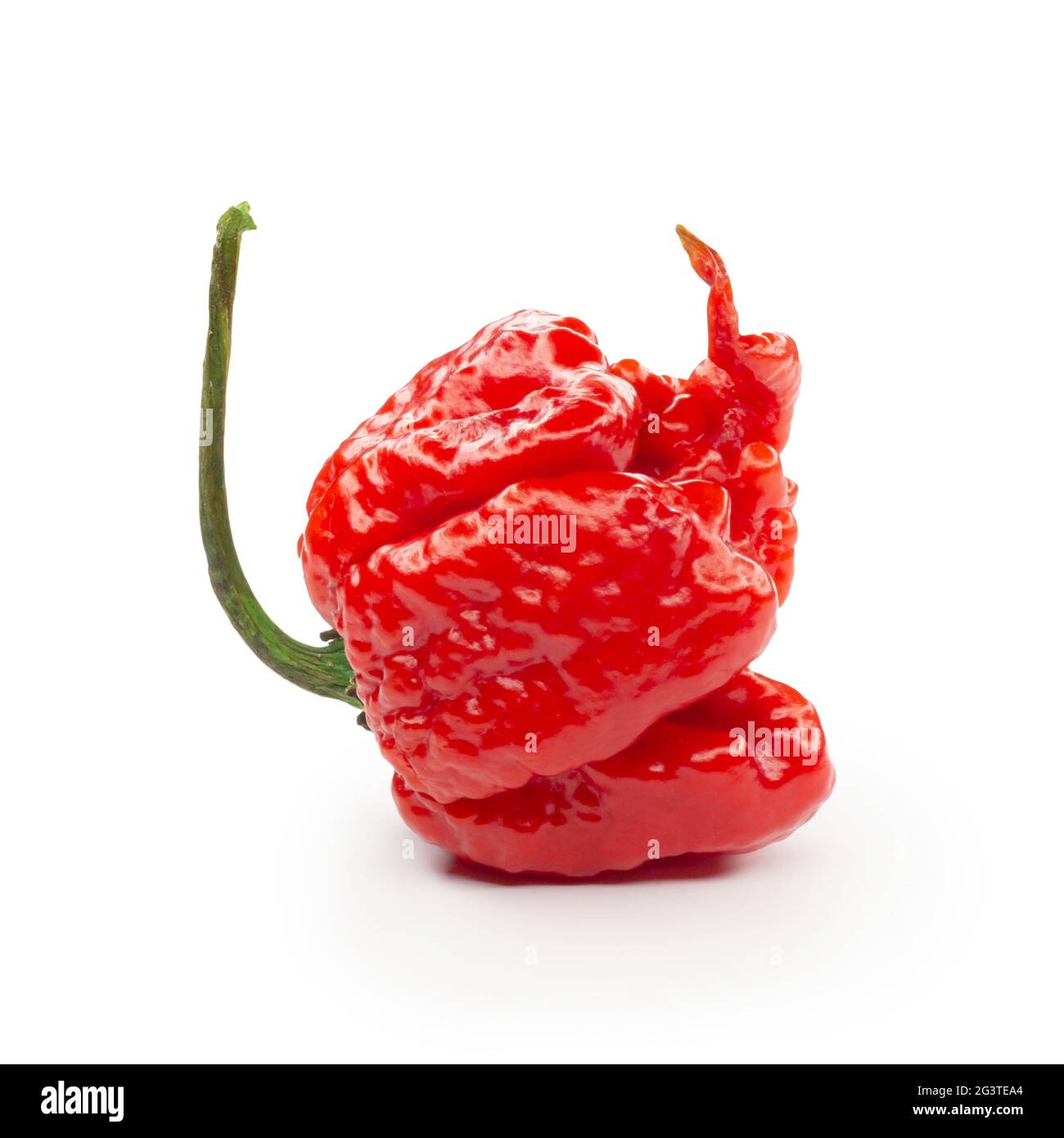 Carolina Reaper, le piment casicum chinense le plus chaud du chili, gousse entière mûre, isolée sur fond blanc. Super chaud ou extrêmement Banque D'Images