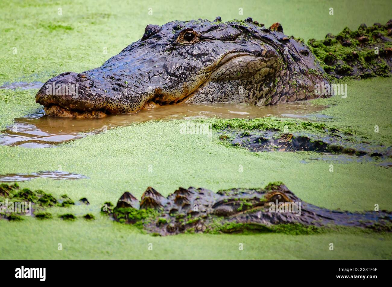 Un alligator adulte se balaie à travers les mauvaises herbes de canard au Gulf Coast Gator Ranch and Tours, le 12 juin 2021, à Moss point, Mississippi. Banque D'Images