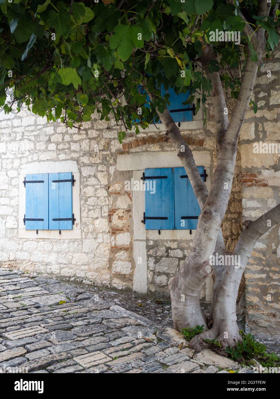 Rovinj maison avec des casols bleus et figuier devant Banque D'Images