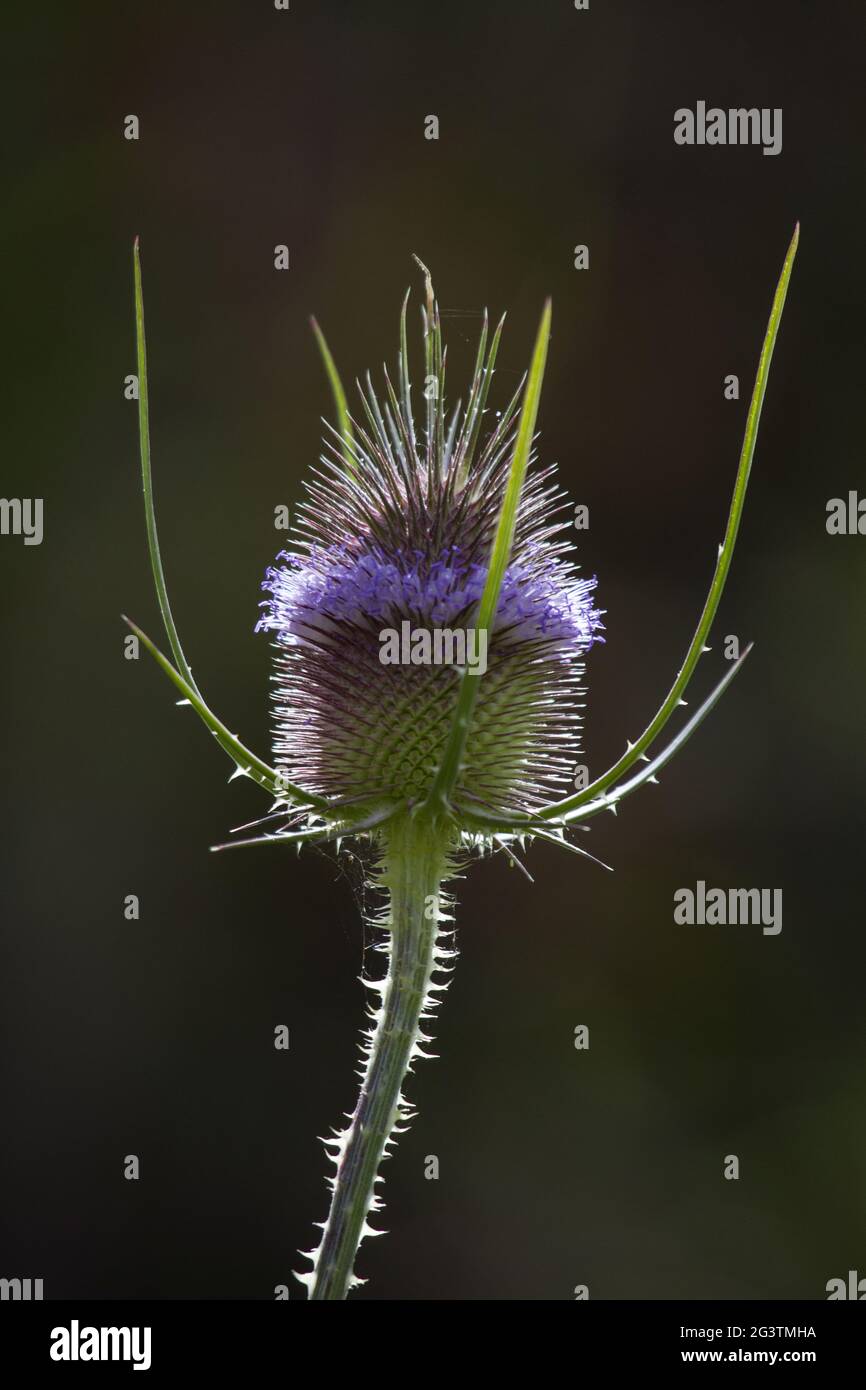 Hennef-Eulenberg, Wilde Karde, Rhein-Sieg-Kreis, Rhénanie, NRW, Allemagne Banque D'Images