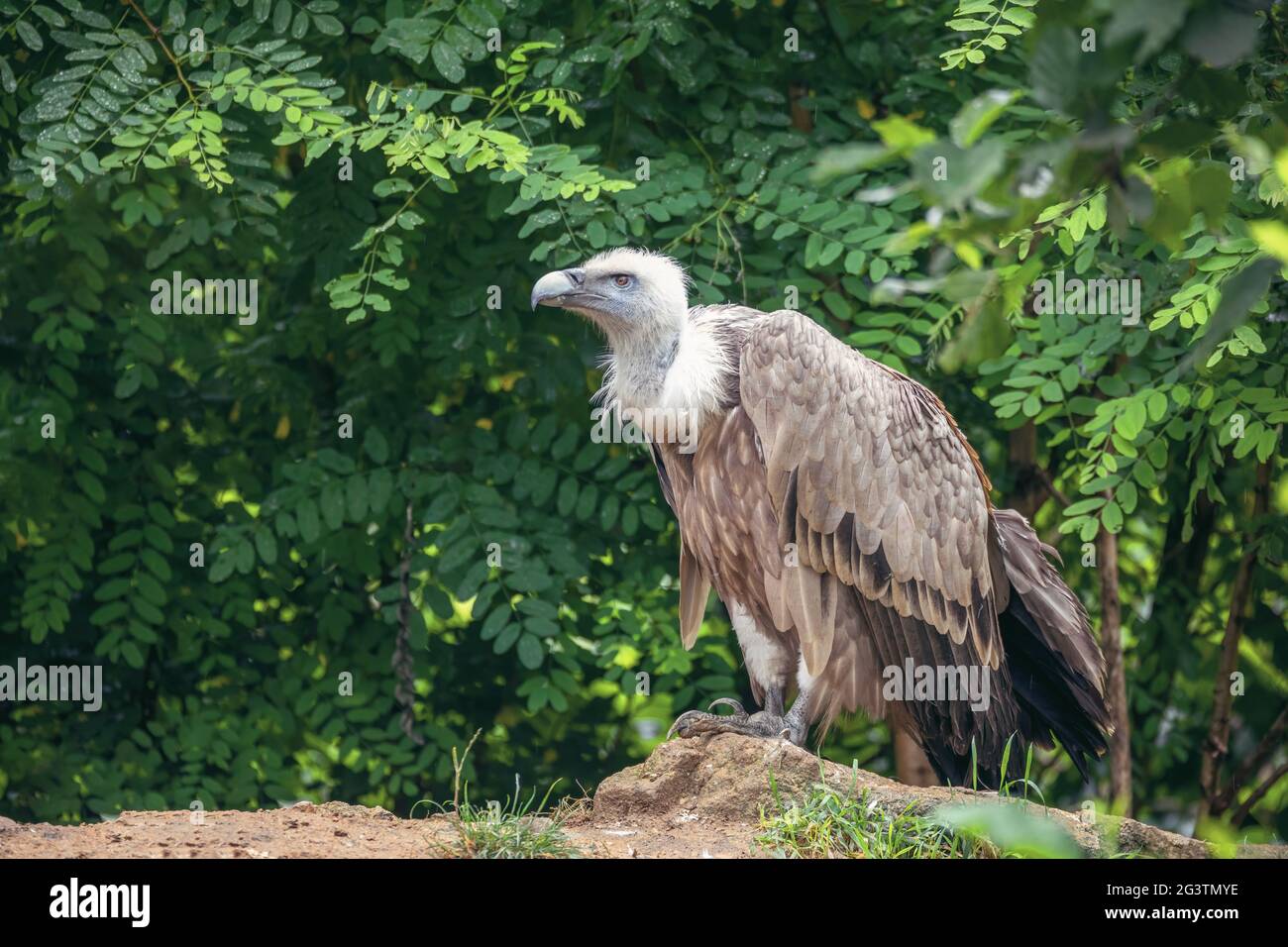 Vautour de l'Himalaya ou vautour de l'Himalaya griffon Banque D'Images