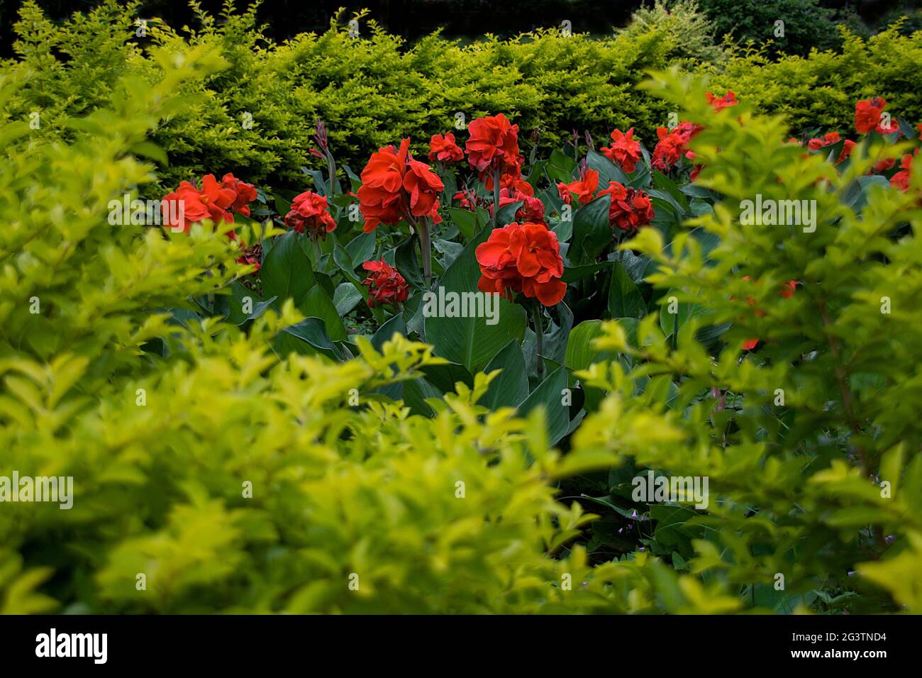Plantes de lilas de la Canne rouge Banque D'Images