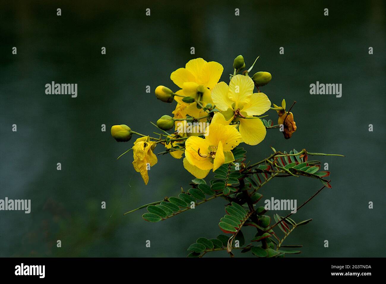 Bouquet de Cassia Augustfolia Banque D'Images