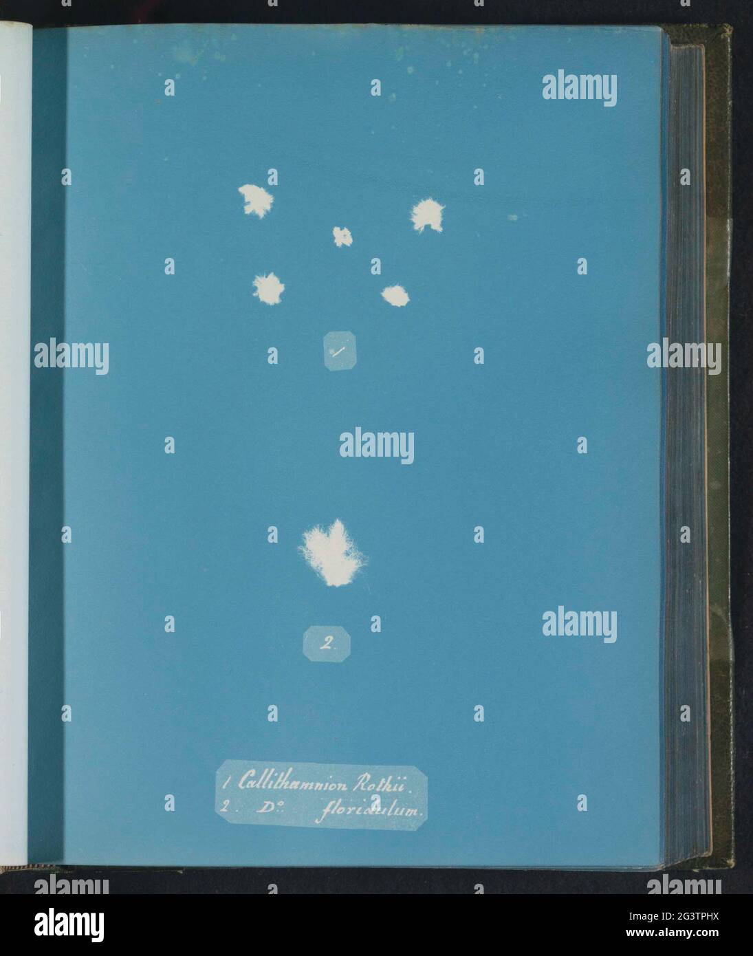 Callithamnion Rothi [&] D [ITT] o Floridulum; Tokorch. . Banque D'Images