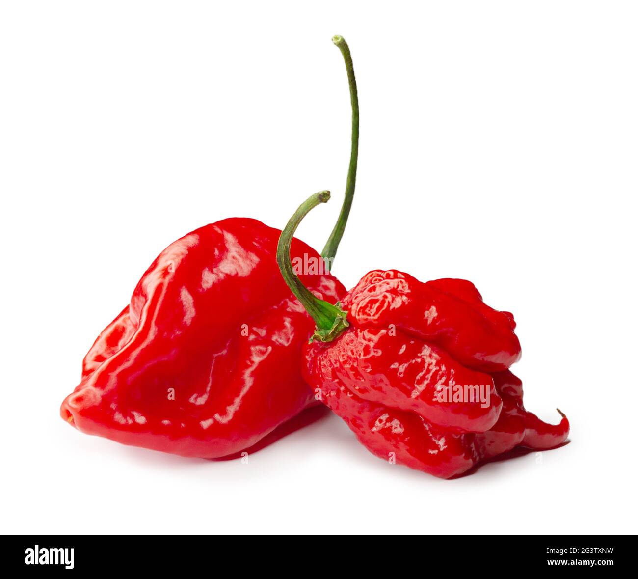 Carolina Reaper, le piment casicum chinense le plus chaud du chili, gousse entière mûre, isolée sur fond blanc. Super chaud ou extrêmement Banque D'Images