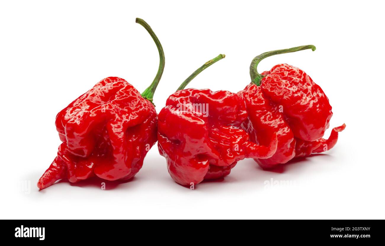 Carolina Reaper, le piment casicum chinense le plus chaud du chili, gousse entière mûre, isolée sur fond blanc. Super chaud ou extrêmement Banque D'Images